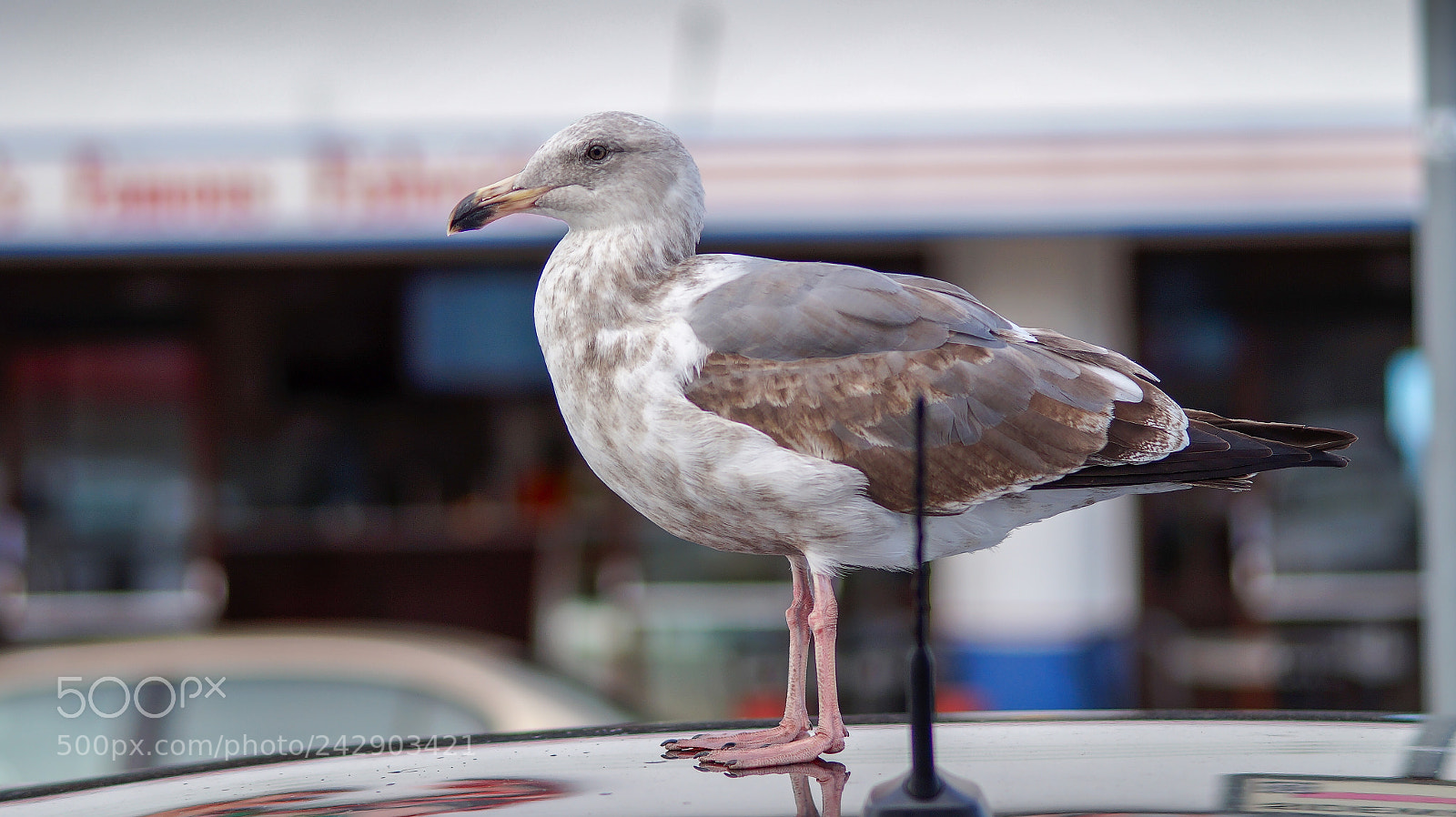Sony SLT-A58 sample photo. Seagull photography