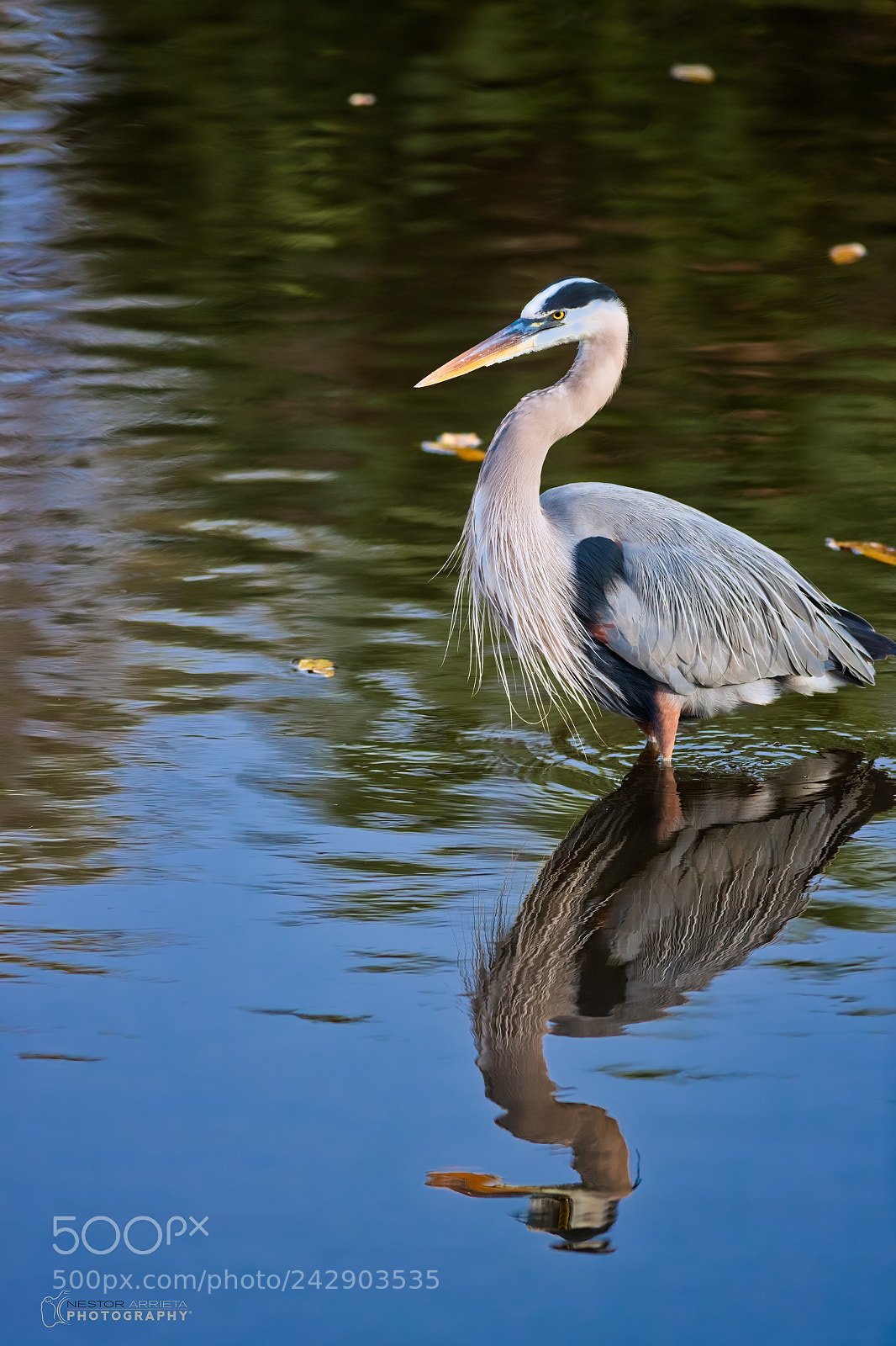 Canon EOS-1D X Mark II sample photo. Great blue heron photography