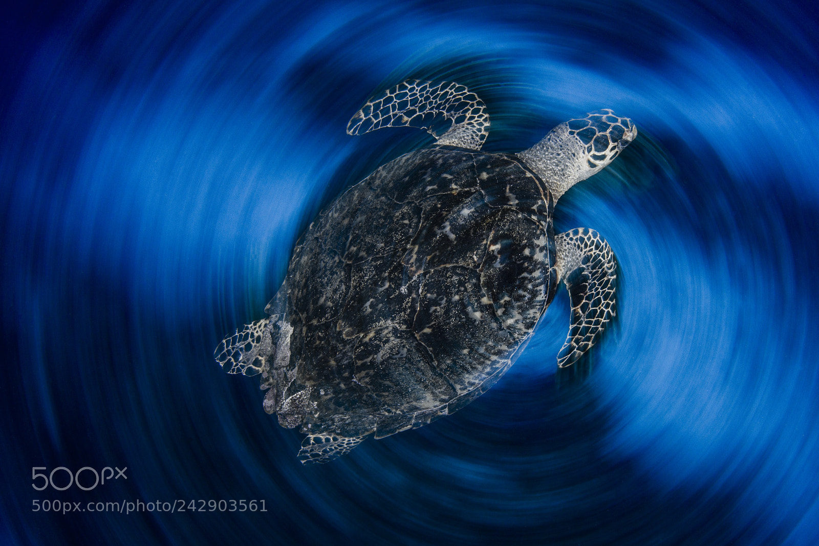 Nikon D800E sample photo. Turtle photography