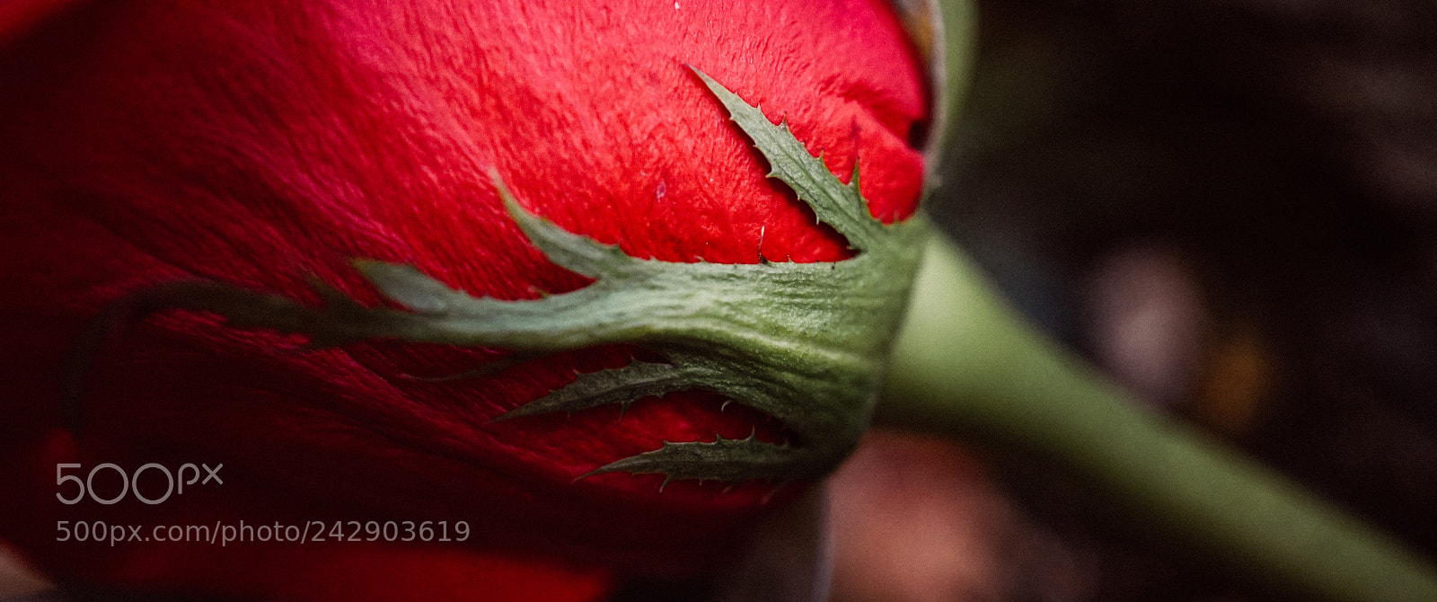 Sony a7 sample photo. To hold a rose photography