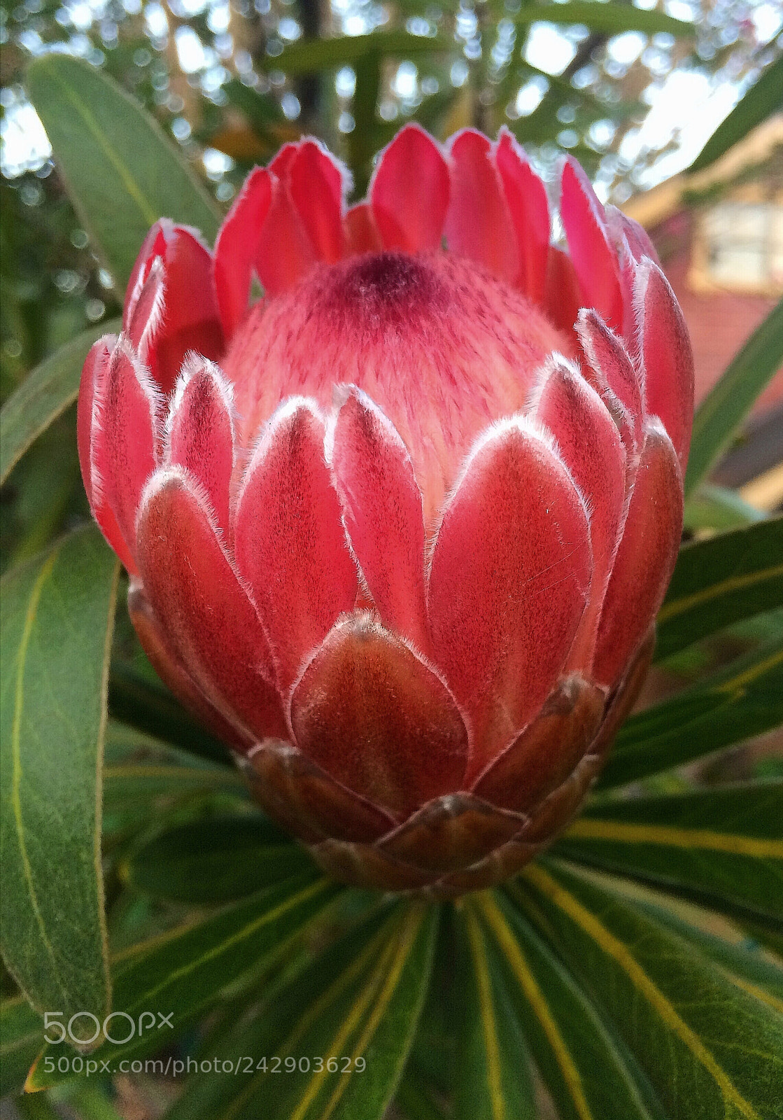 Apple iPhone 5s sample photo. Untitled photography