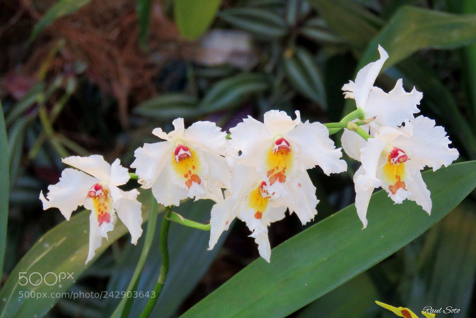Canon PowerShot SX60 HS sample photo. Odontoglosum crispum photography