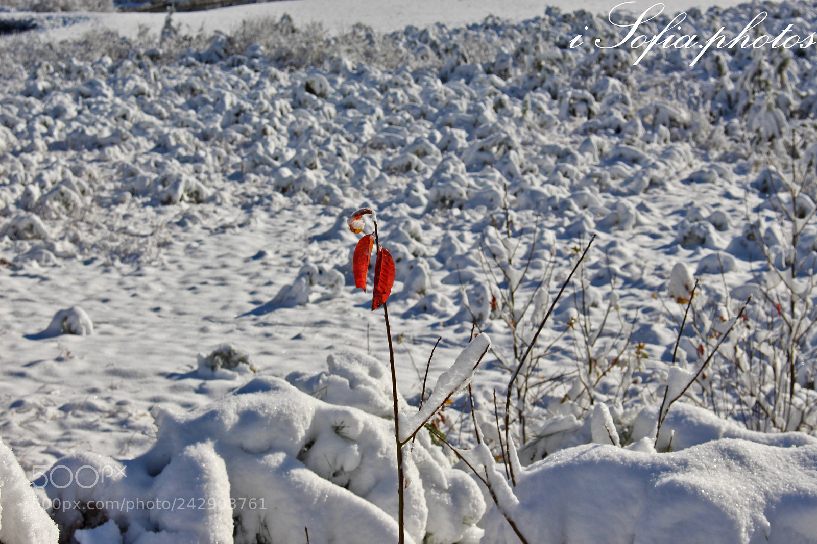 Canon EOS 700D (EOS Rebel T5i / EOS Kiss X7i) sample photo. Outsider photography