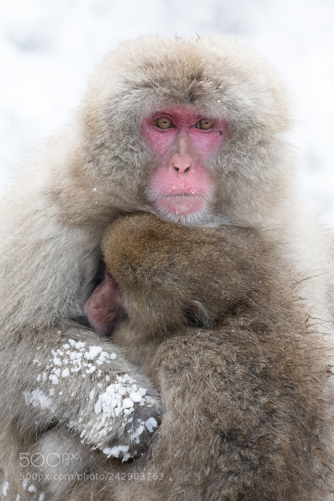 Nikon D500 sample photo. Winter's embrace photography