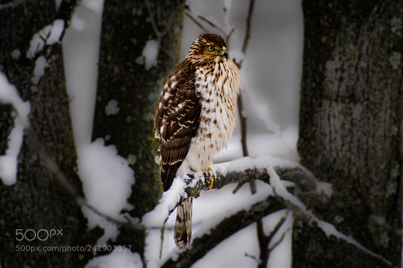 Nikon D3400 sample photo. Spotted eagle photography
