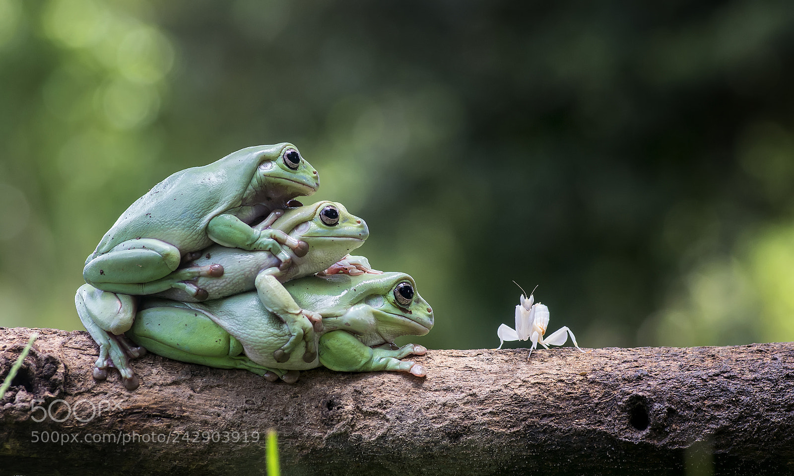 Nikon D800 sample photo. Mantis, orchid mantis, frog photography