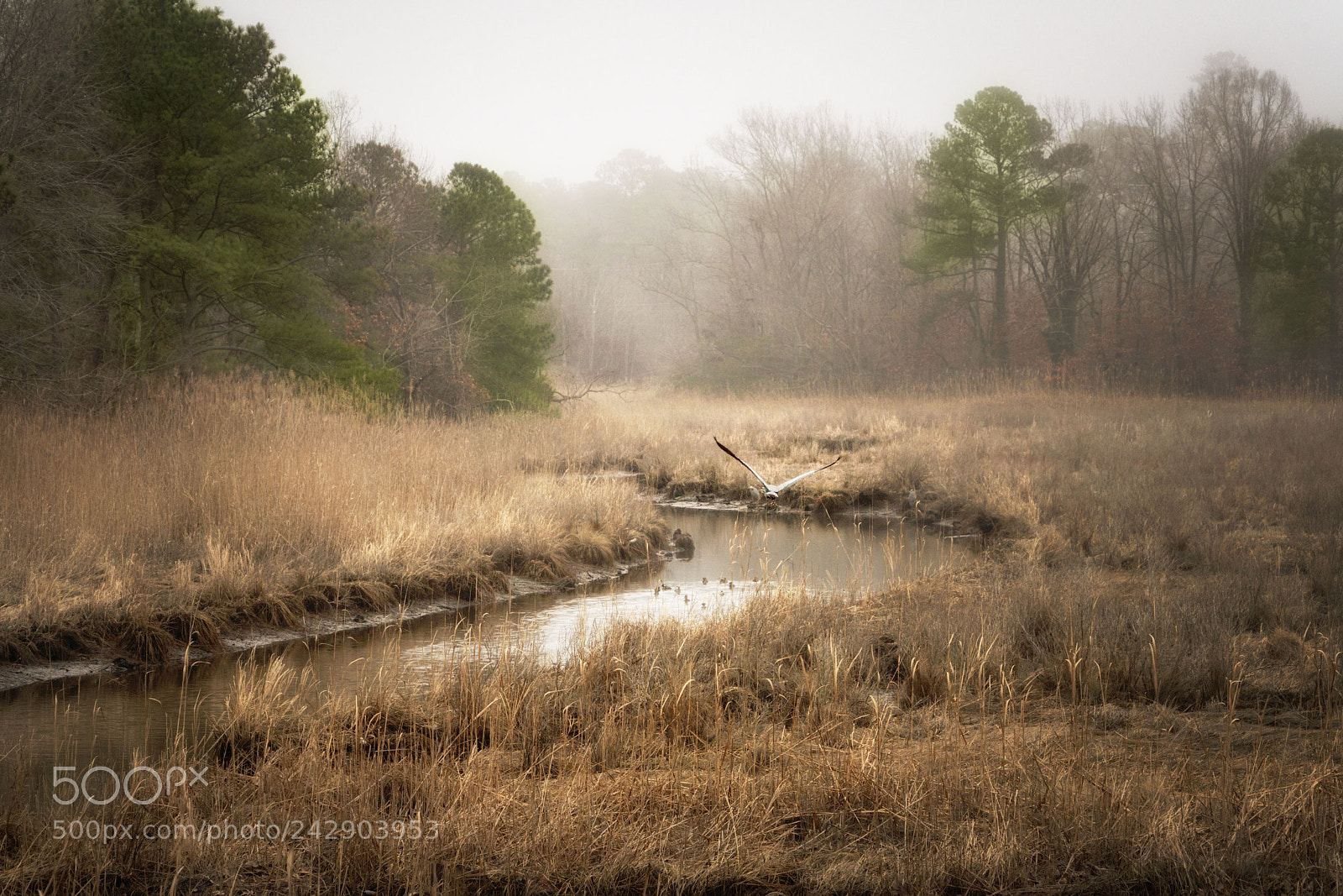 Sony a7R III sample photo. Virginia wetlands with flying photography