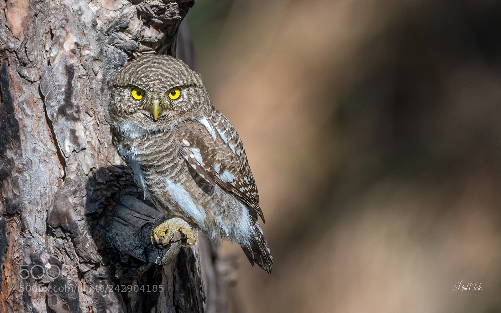 Nikon D500 sample photo. Asian barred owlet photography