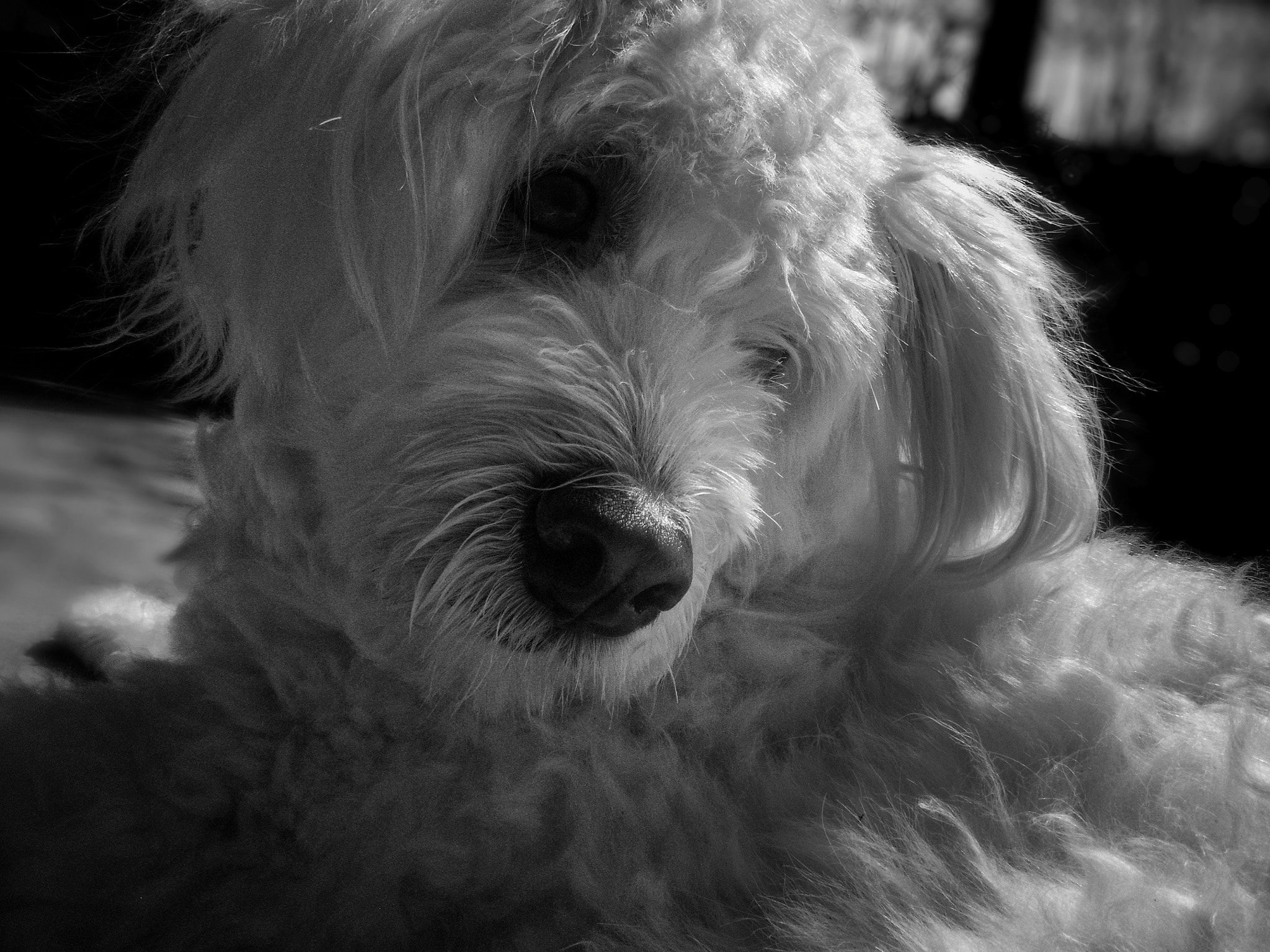 FujiFilm Finepix Z90 (Finepix Z91) sample photo. Dog dramas photography