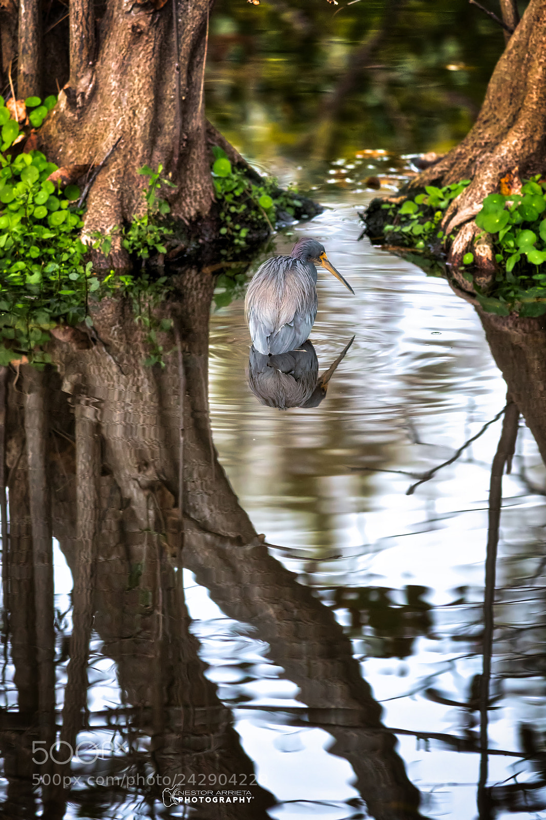 Canon EOS-1D X Mark II sample photo. Reflection photography