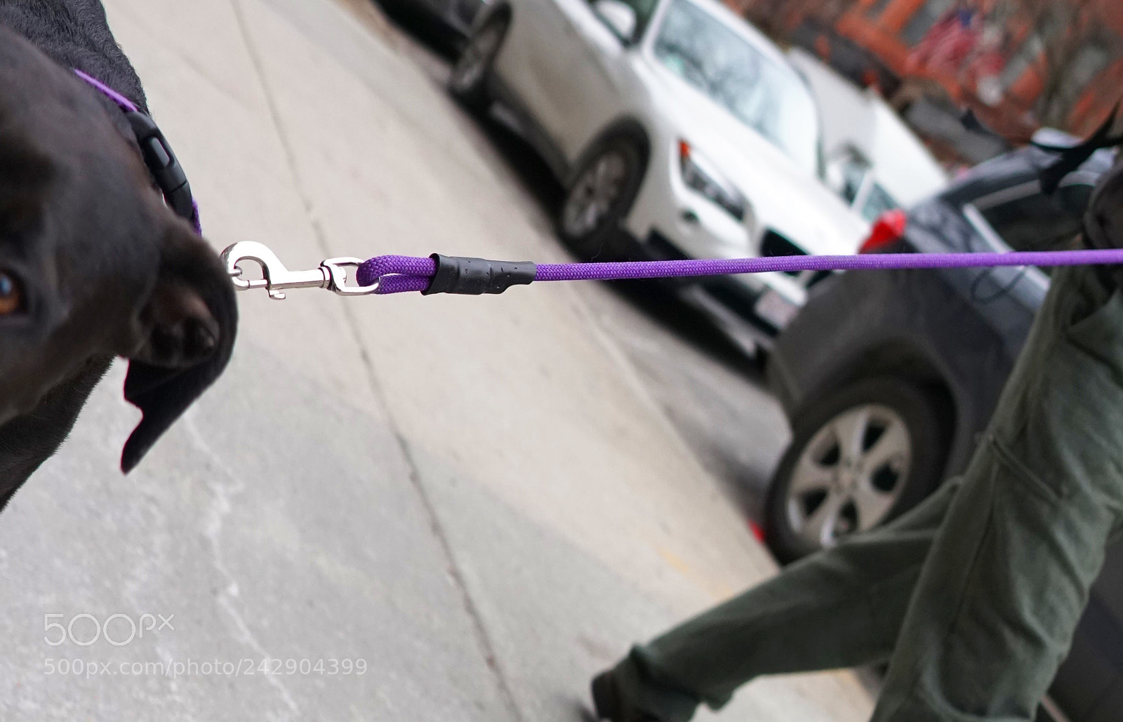 Sony a6500 sample photo. A purple leash photography