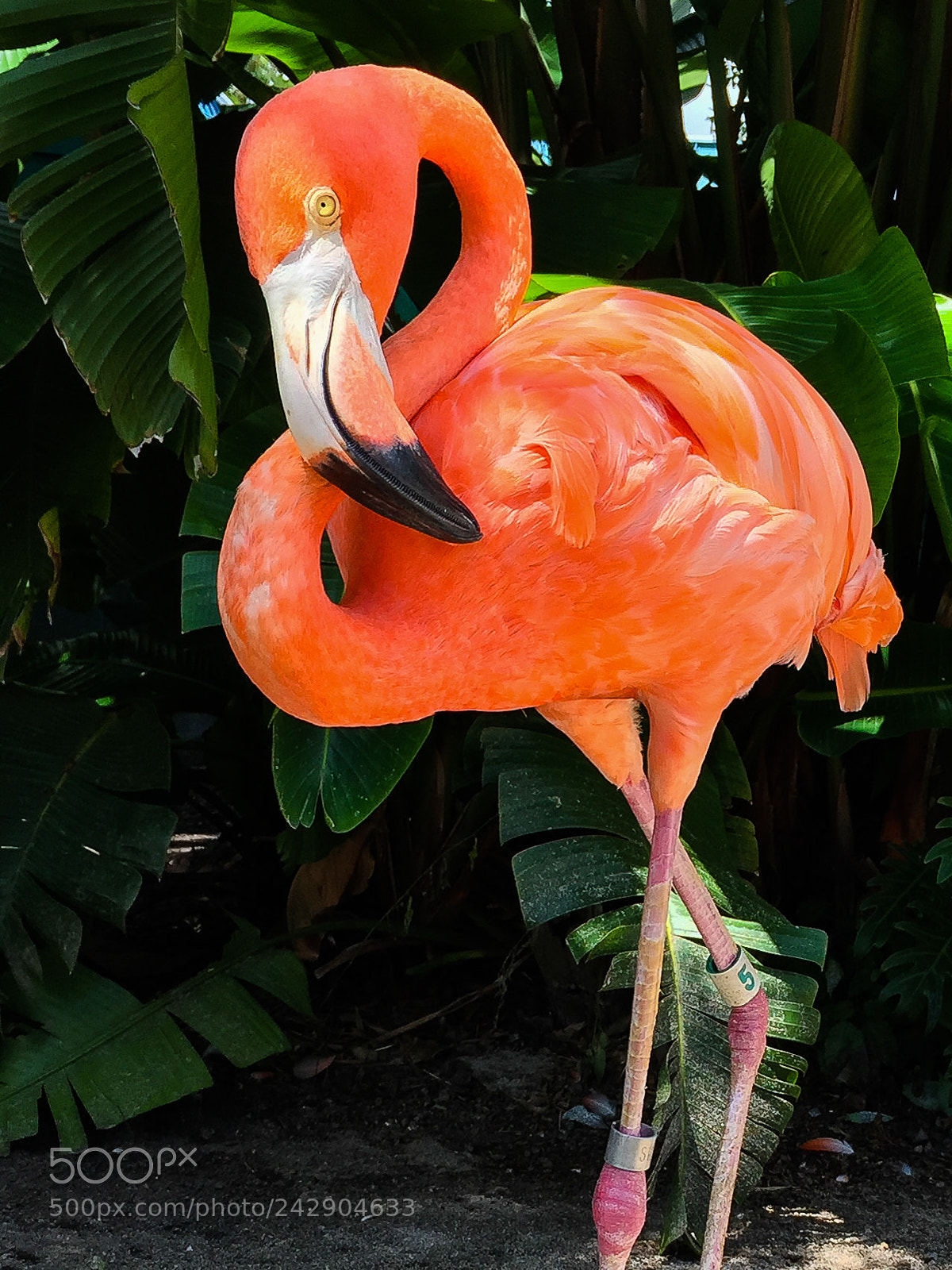 Apple iPhone 6 sample photo. Flamingo in the zoo photography