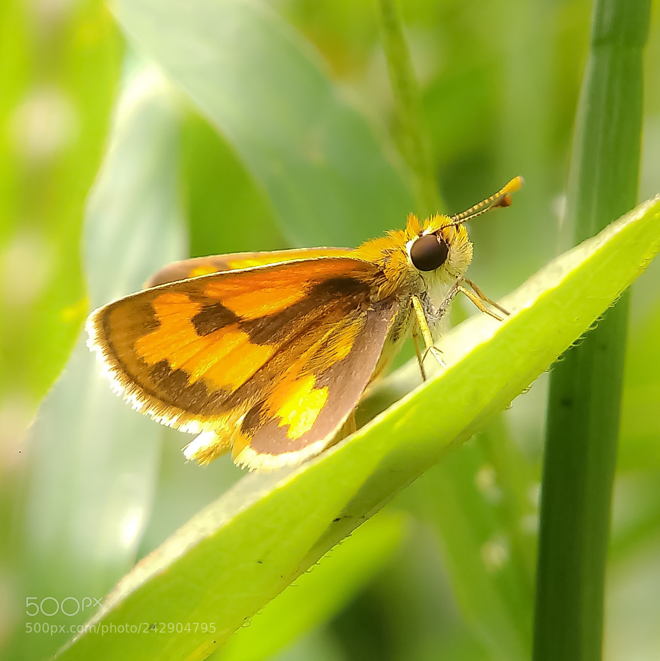 Xiaomi Redmi 4A sample photo. Butterfly photography