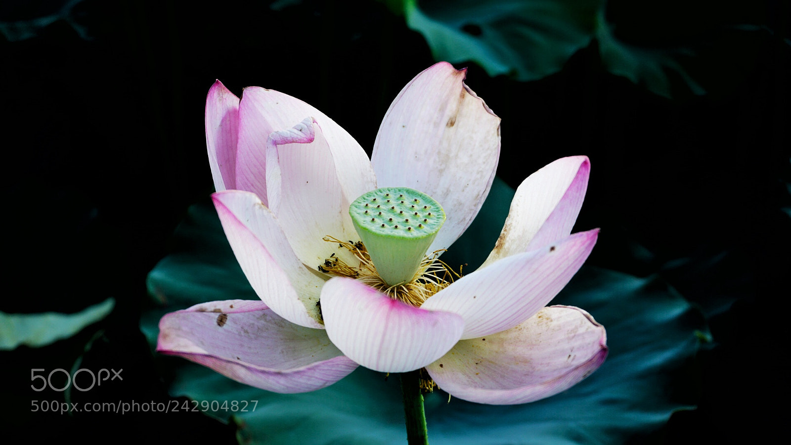 Sony a6300 sample photo. Lotus photography
