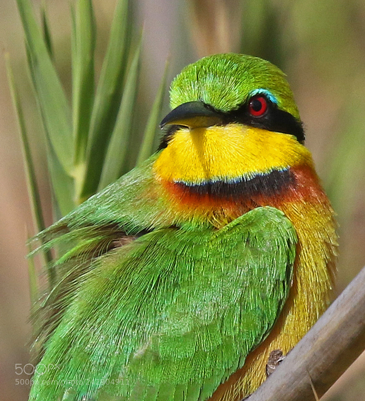 Canon EOS 7D Mark II sample photo. Little bee-eater photography