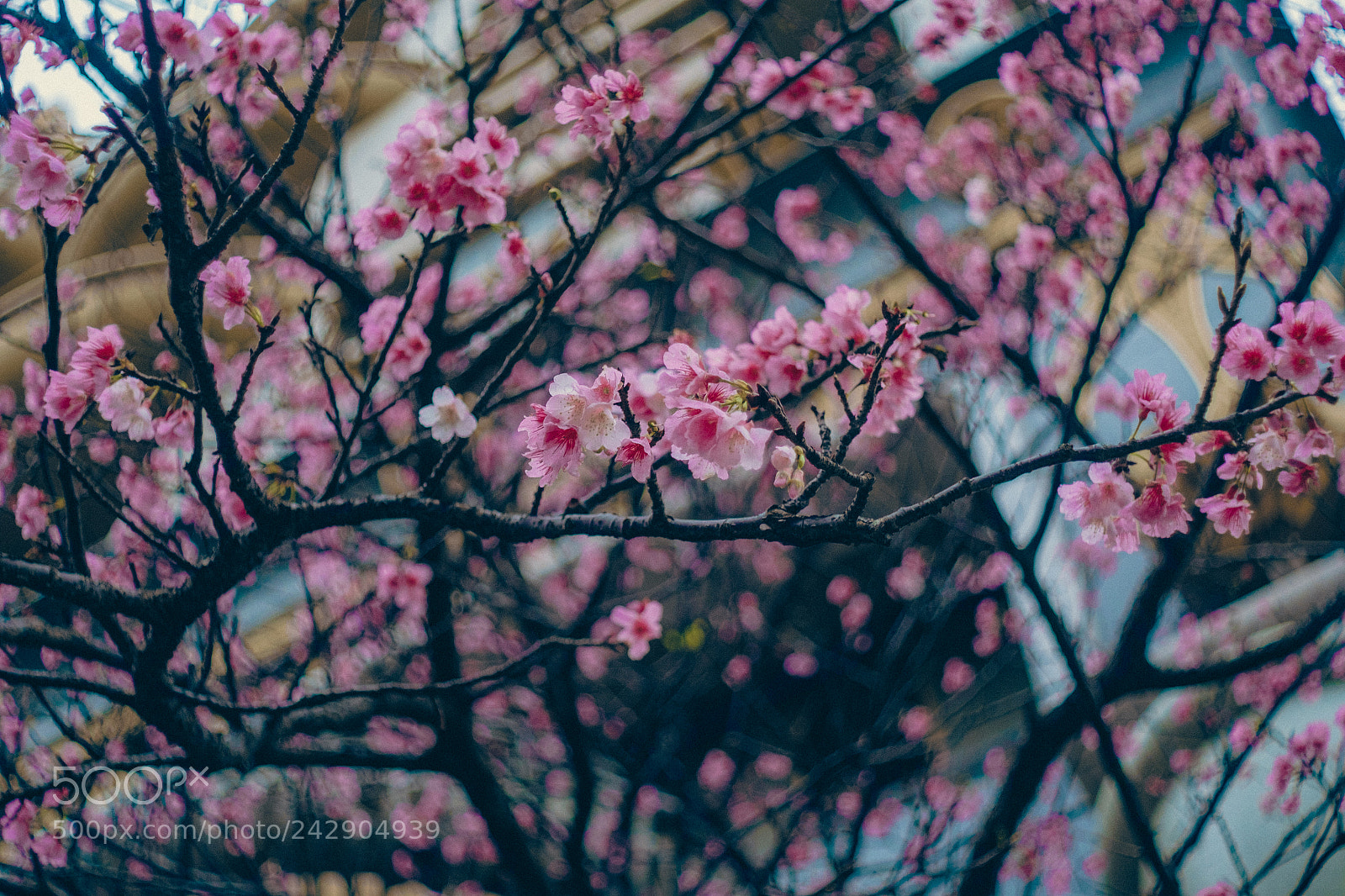 Fujifilm X-E1 sample photo. 33051360711.jpg photography