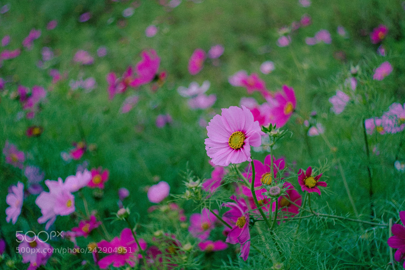 Fujifilm X-E1 sample photo. 32345829703.jpg photography