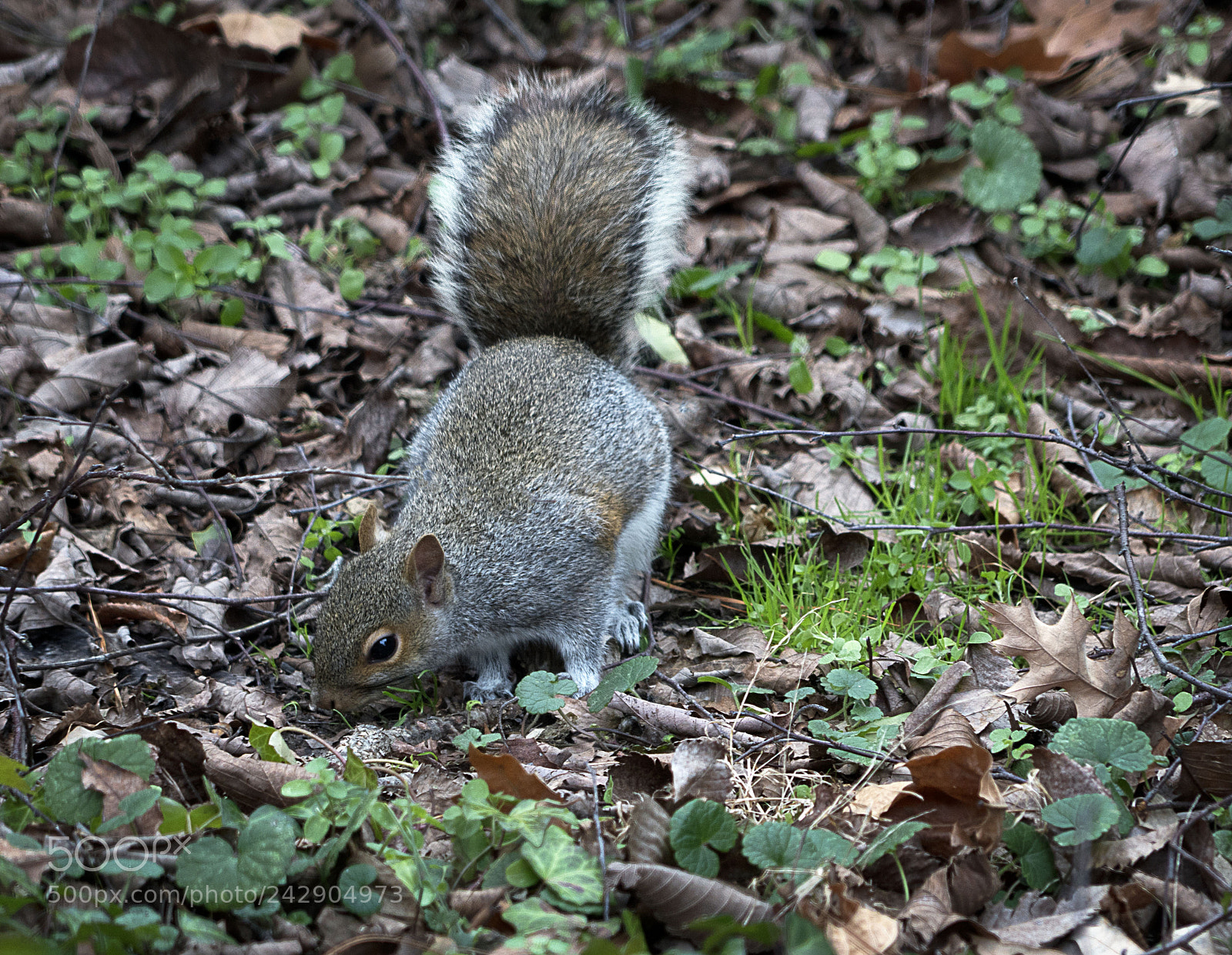 Sony a7R III sample photo. Gray squirrel foraging photography
