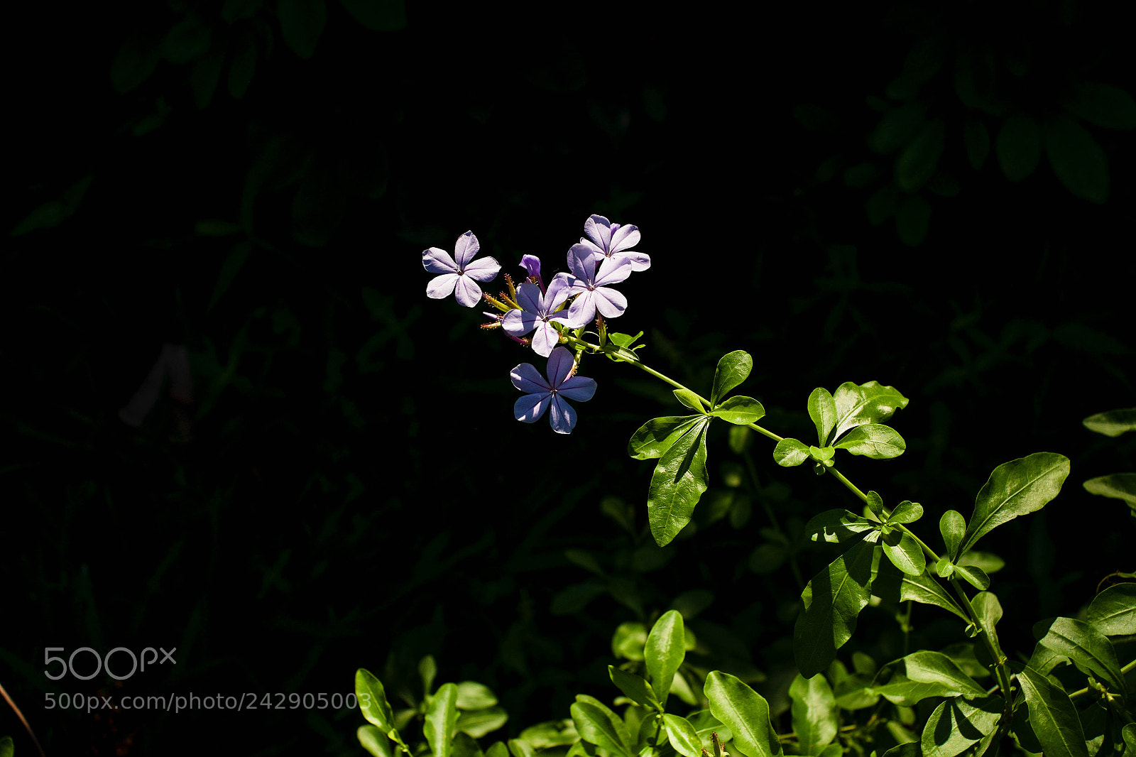 Fujifilm X-E1 sample photo. 30180915854.jpg photography