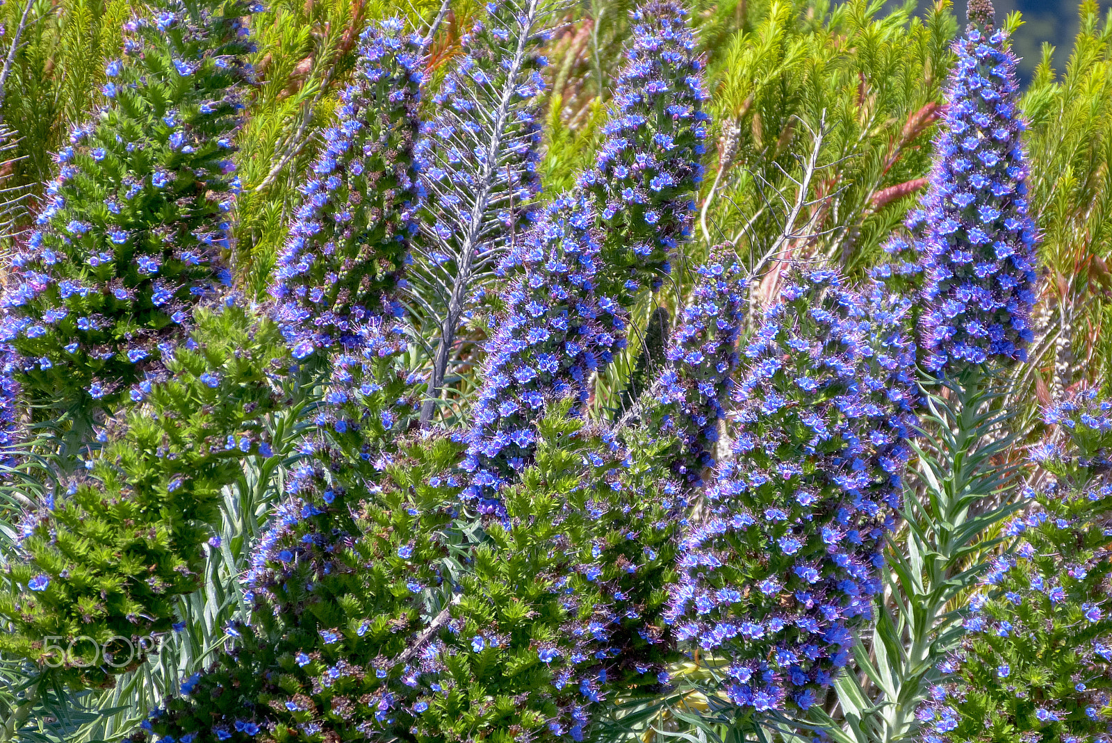 Leica V-Lux 3 sample photo. Flowers of san francisco photography