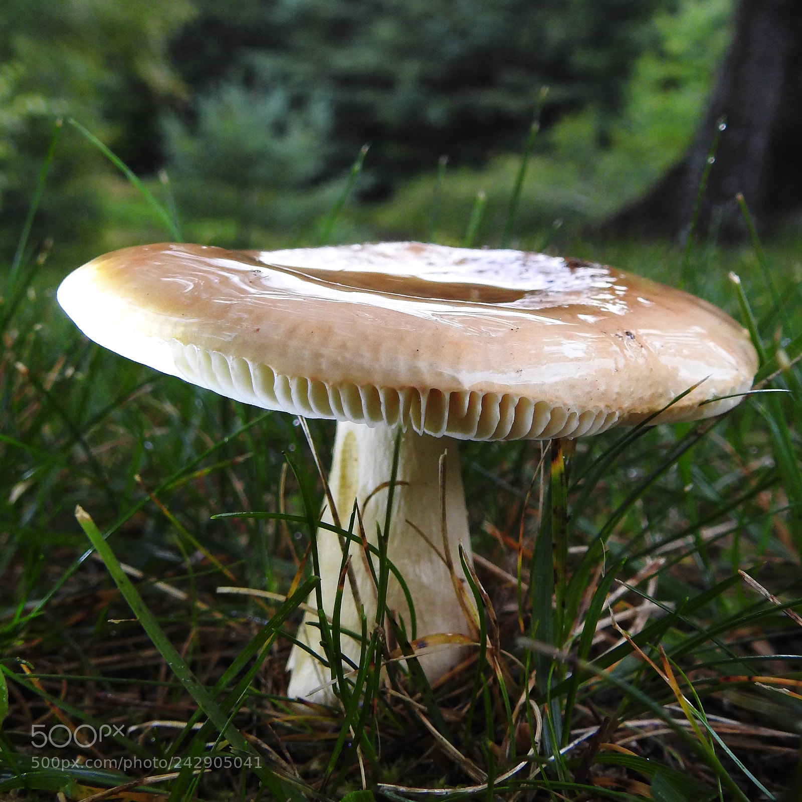 Nikon Coolpix P900 sample photo. Mushroom after the rain photography