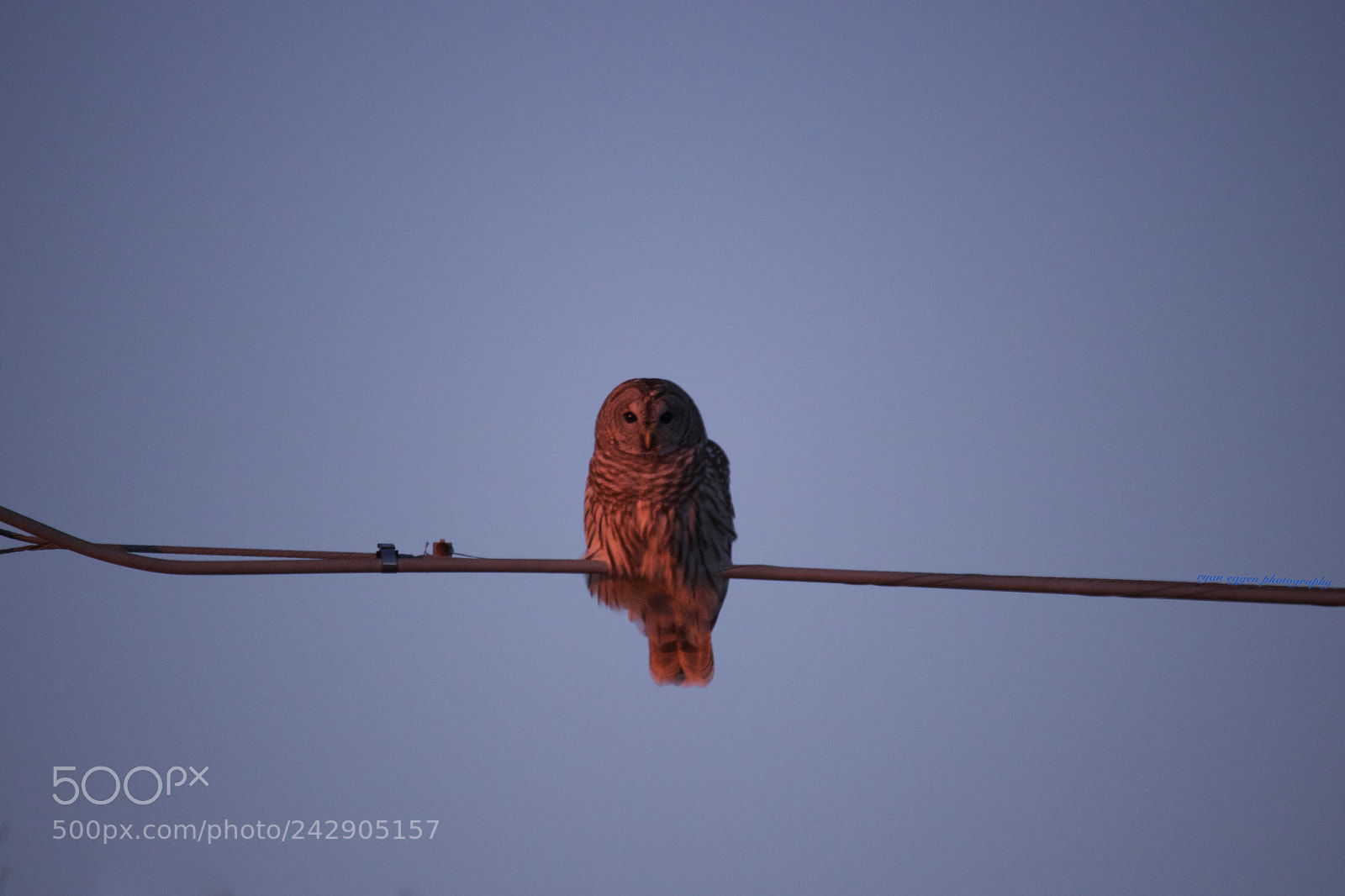 Canon EOS 750D (EOS Rebel T6i / EOS Kiss X8i) sample photo. Owl getting ready for photography