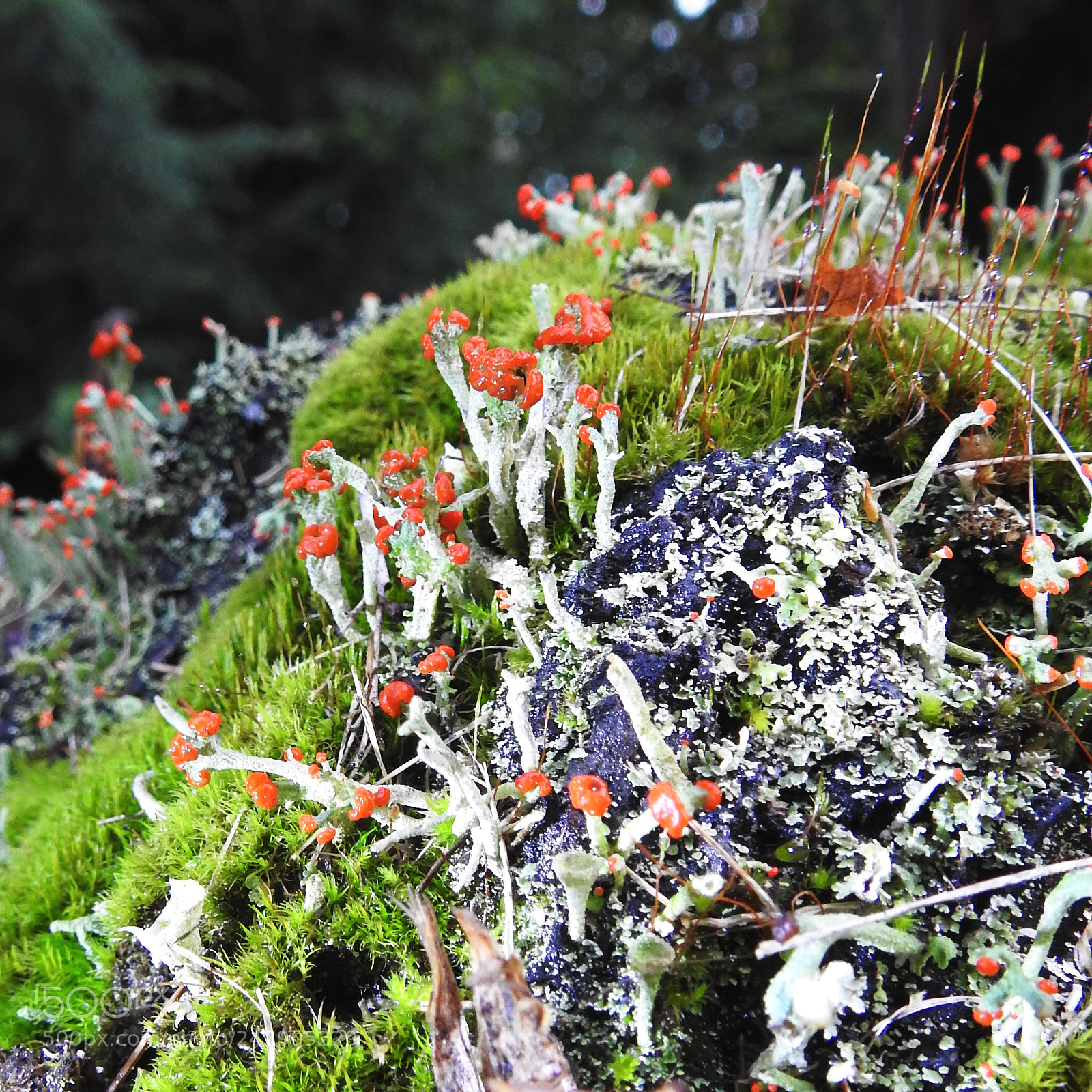 Nikon Coolpix P900 sample photo. Fruiting bodies and moss photography