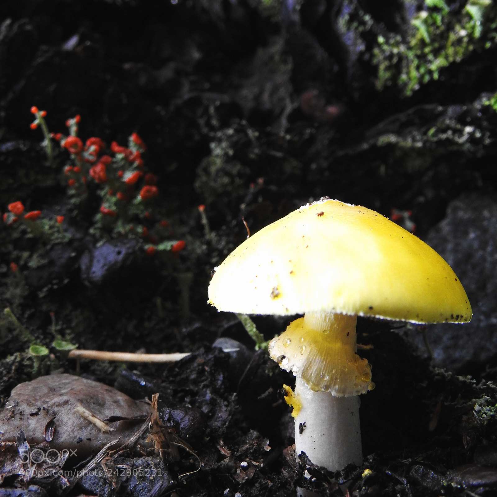 Nikon Coolpix P900 sample photo. Bright yellow mushroom in photography