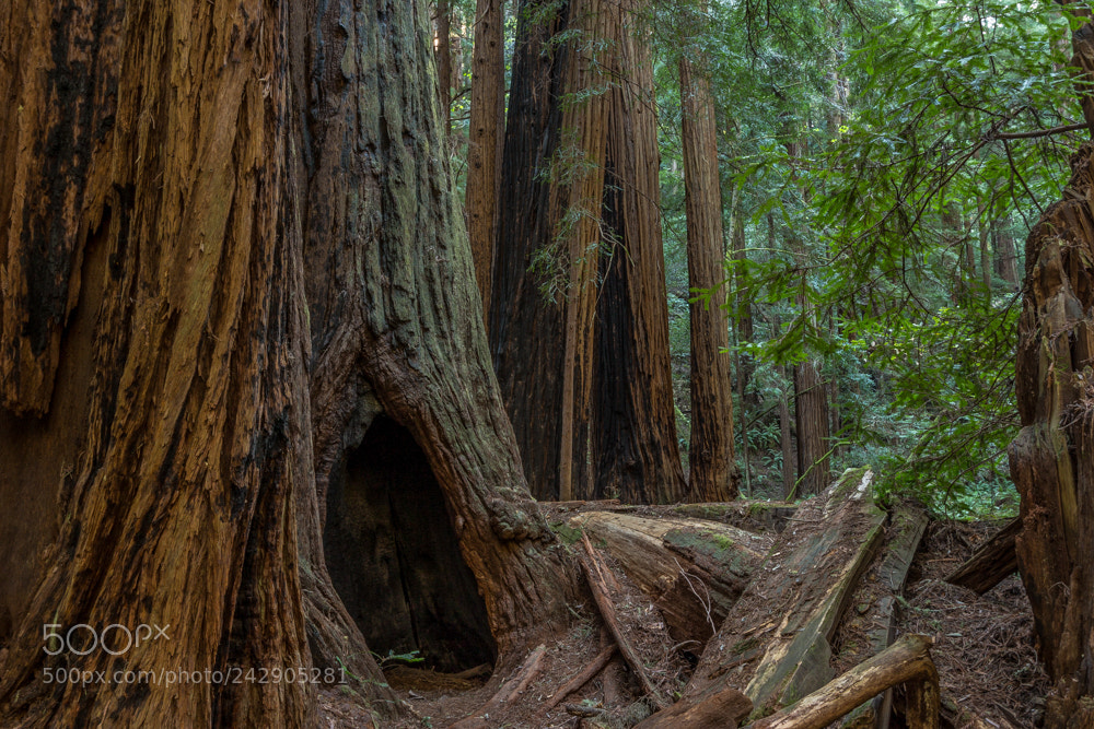 Canon EOS 100D (EOS Rebel SL1 / EOS Kiss X7) sample photo. Muir woods photography