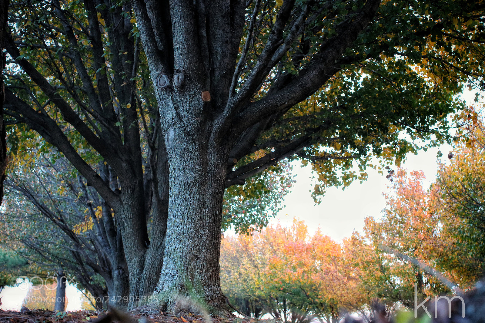 Canon EOS 750D (EOS Rebel T6i / EOS Kiss X8i) sample photo. Fall photography