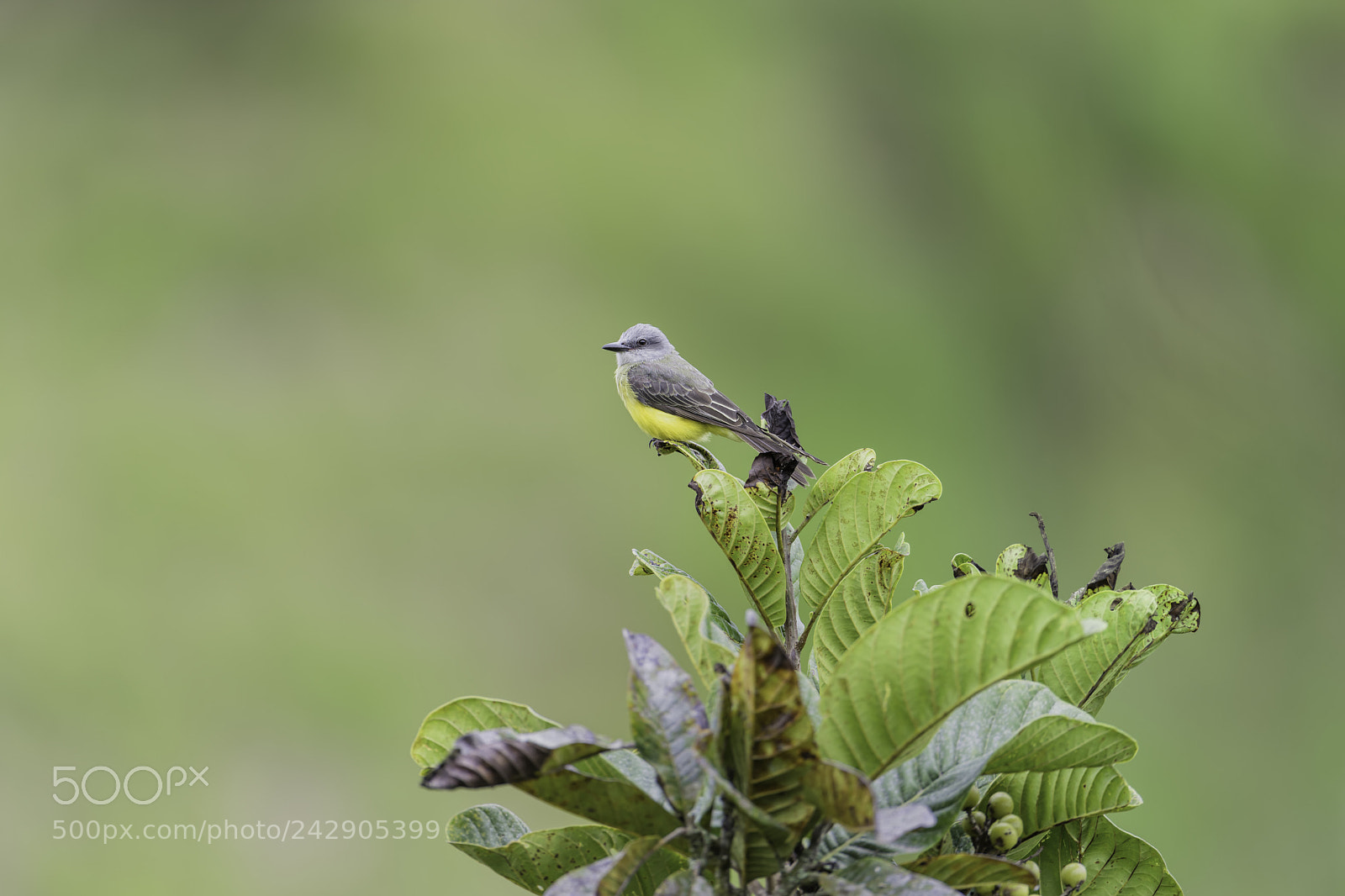 Nikon D850 sample photo. Tropical kingbird photography