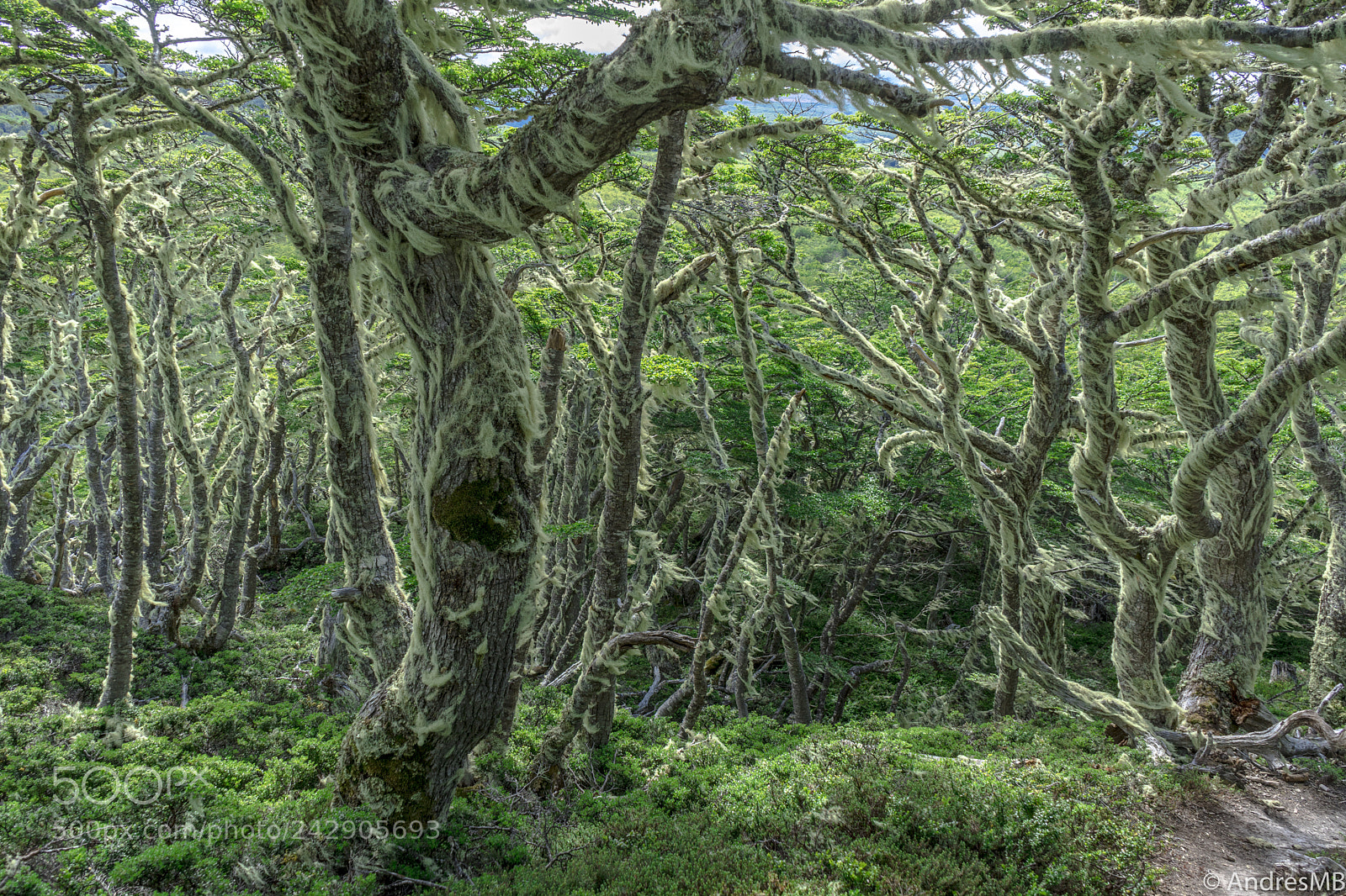 Sony a7 sample photo. Bosque ii photography