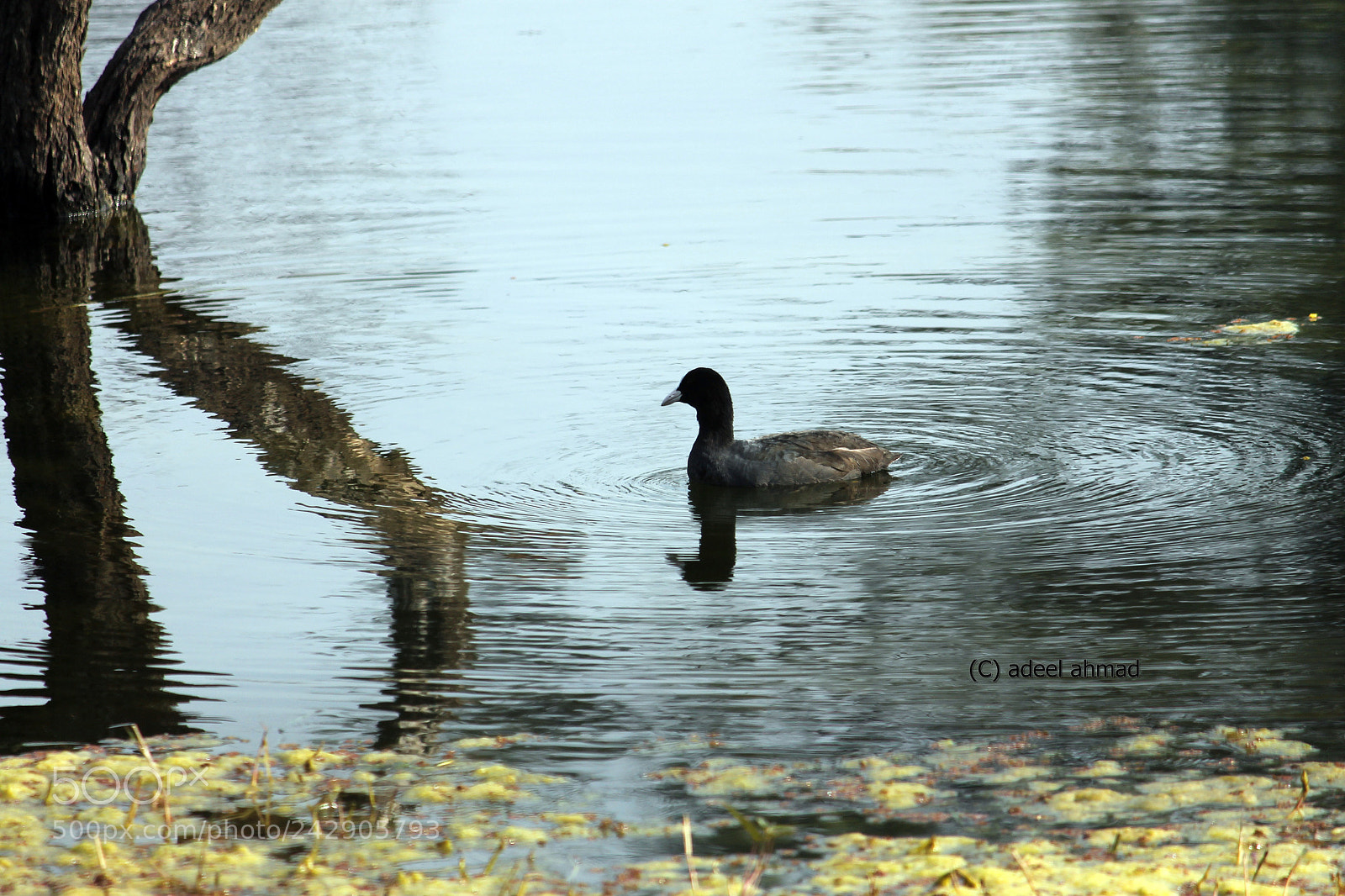 Canon EOS 1100D (EOS Rebel T3 / EOS Kiss X50) + Canon EF-S 55-250mm F4-5.6 IS II sample photo. Duck photography