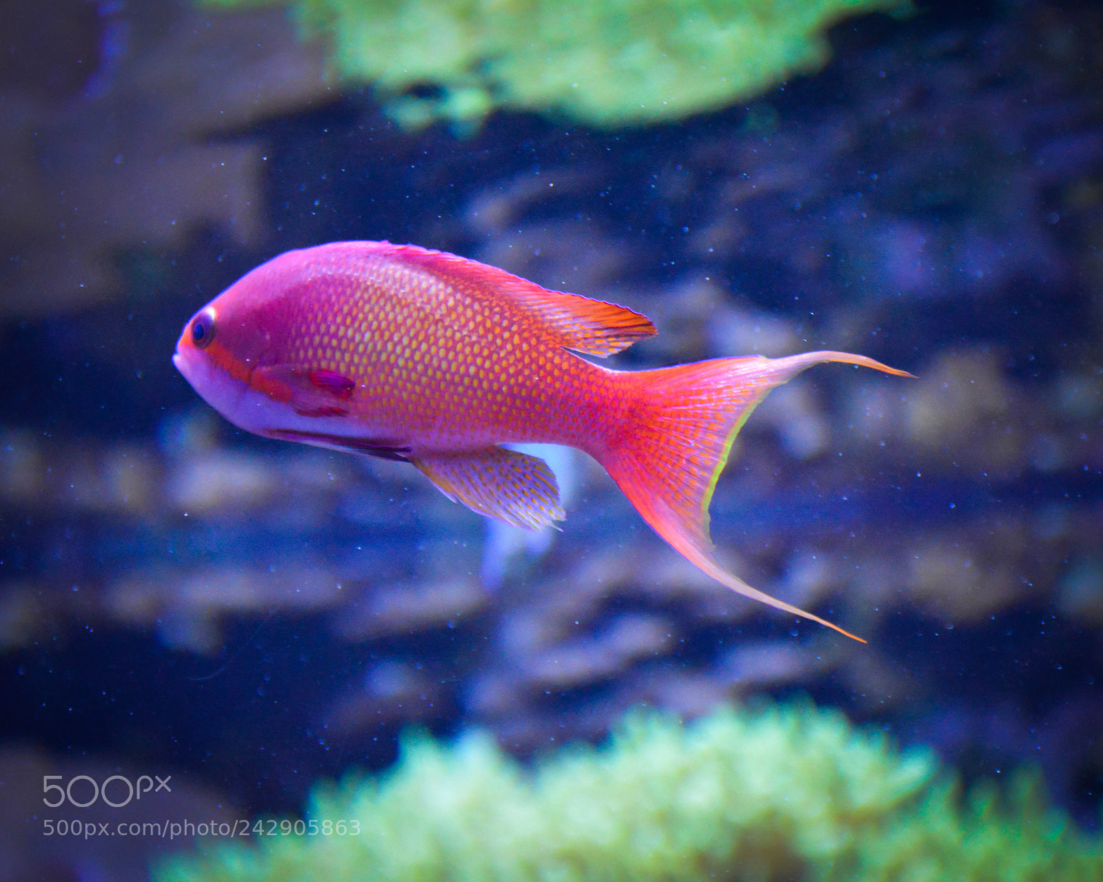 Nikon D3200 sample photo. Copy photography
