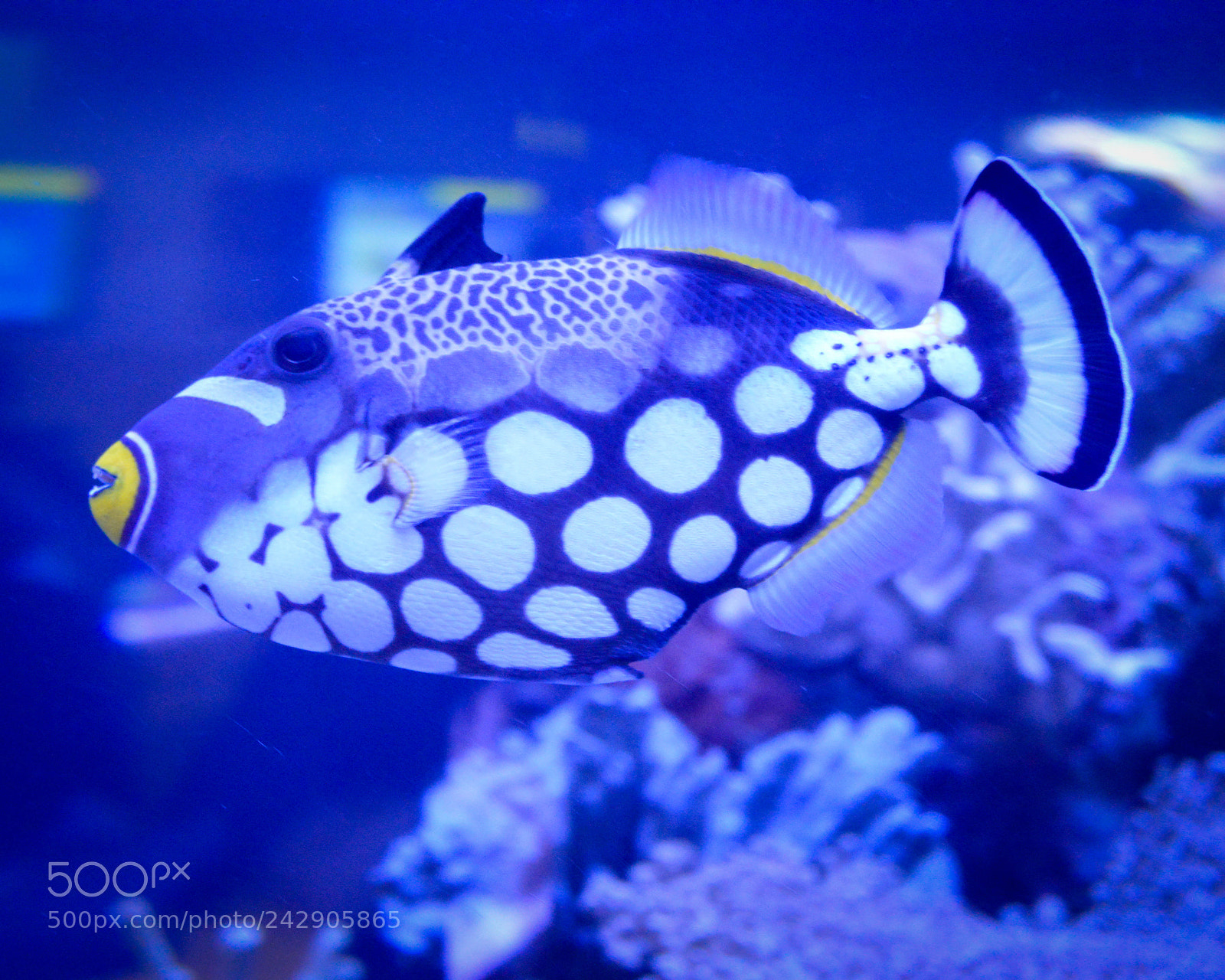 Nikon D3200 sample photo. Copy photography