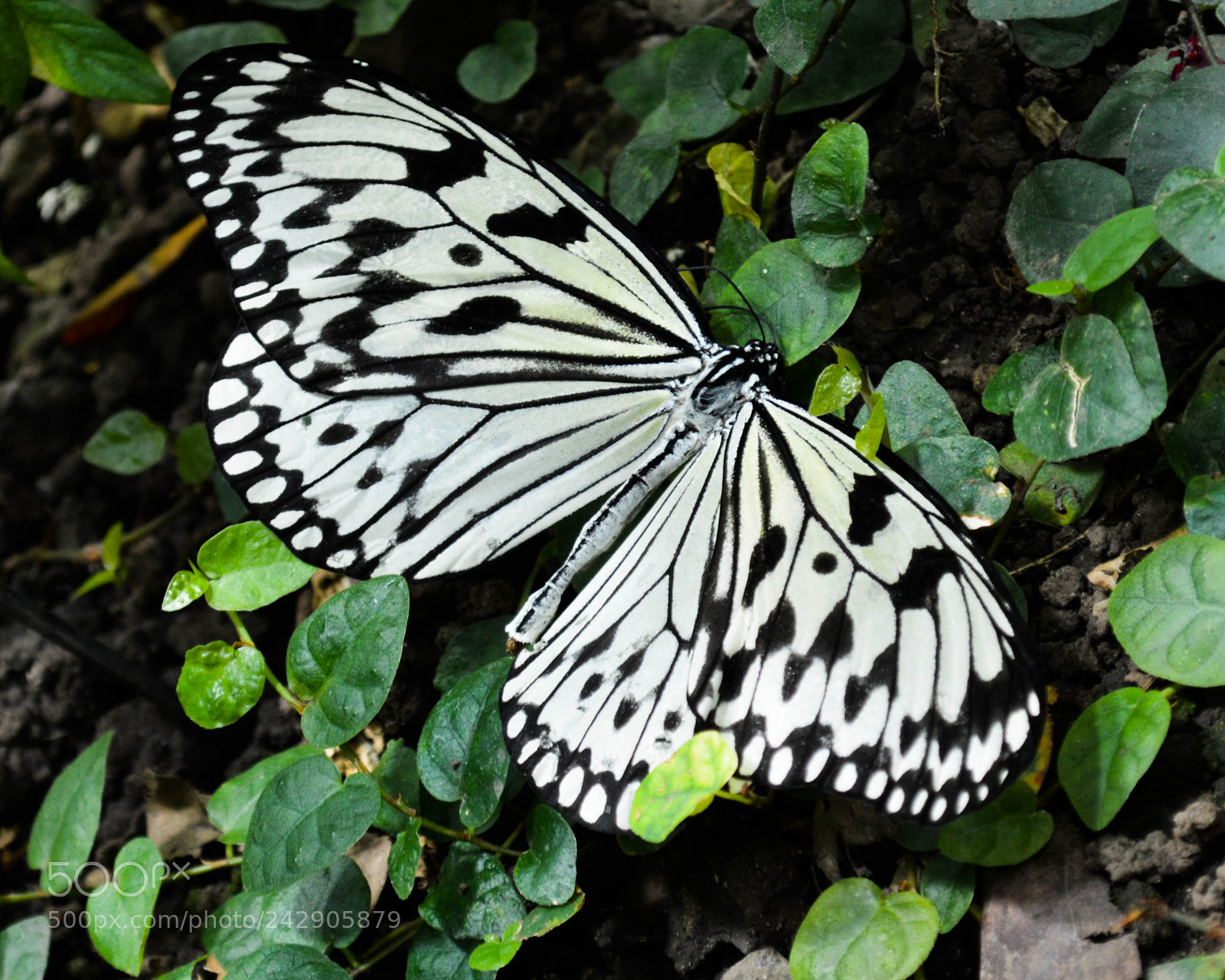 Nikon D3200 sample photo. Dsc photography