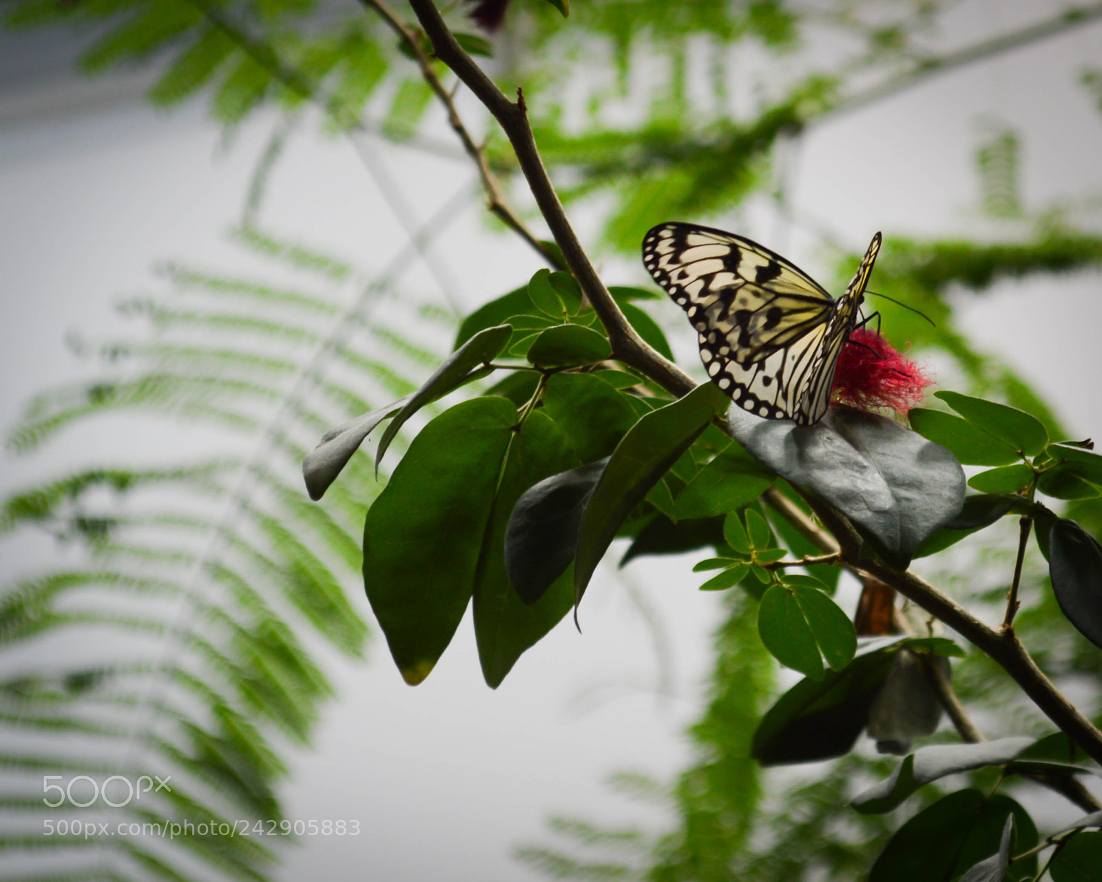 Nikon D3200 sample photo. Dsc photography