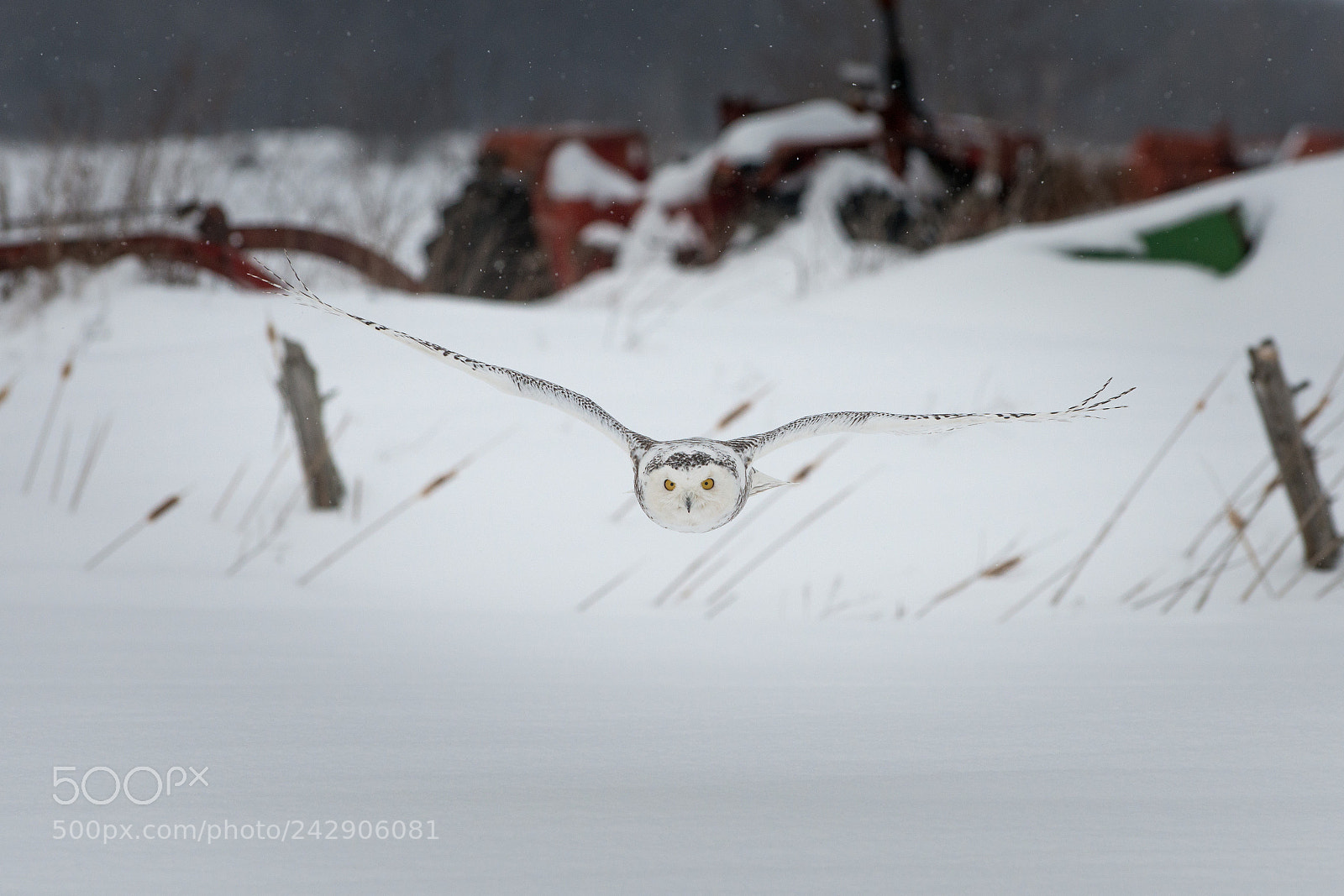 Nikon D800 sample photo. Harfang photography