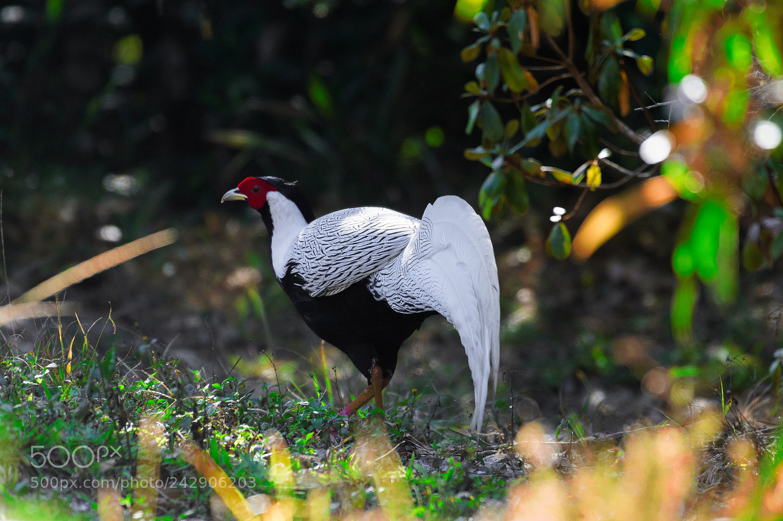 Nikon D500 sample photo. Silver pheasant or lophura photography