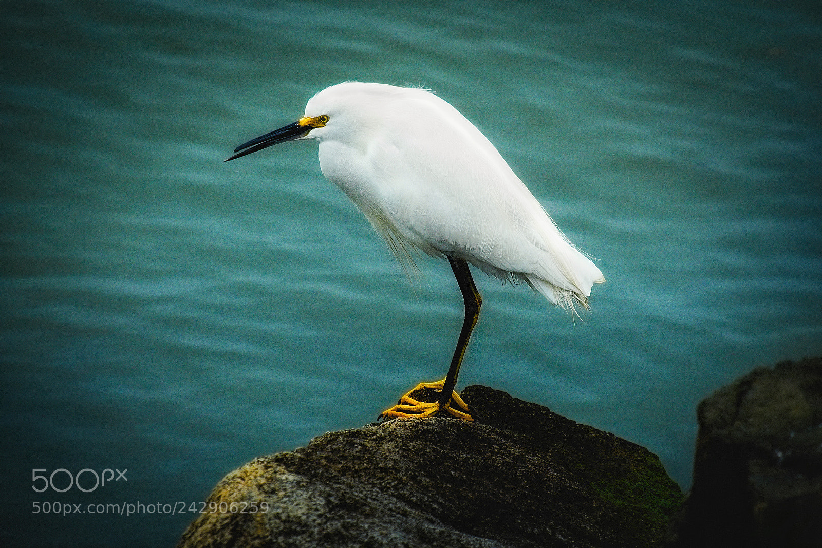 Fujifilm X-T2 sample photo. Waterfront egret photography