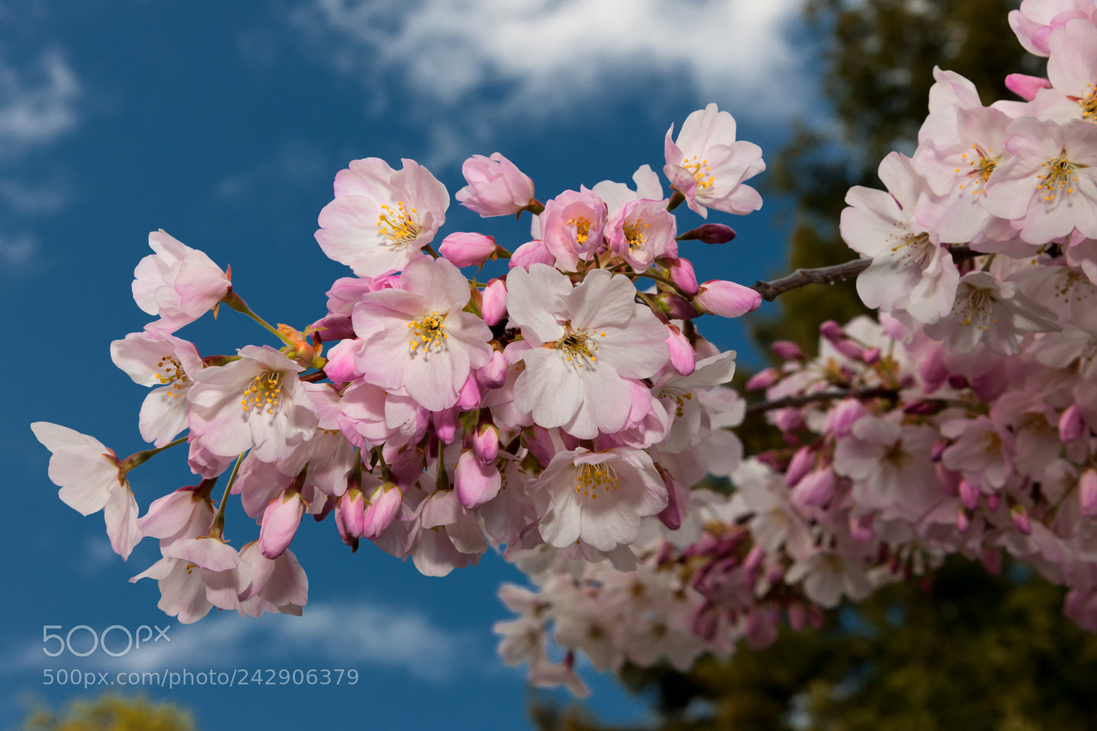 Nikon D3X sample photo. Cherry blossoms photography
