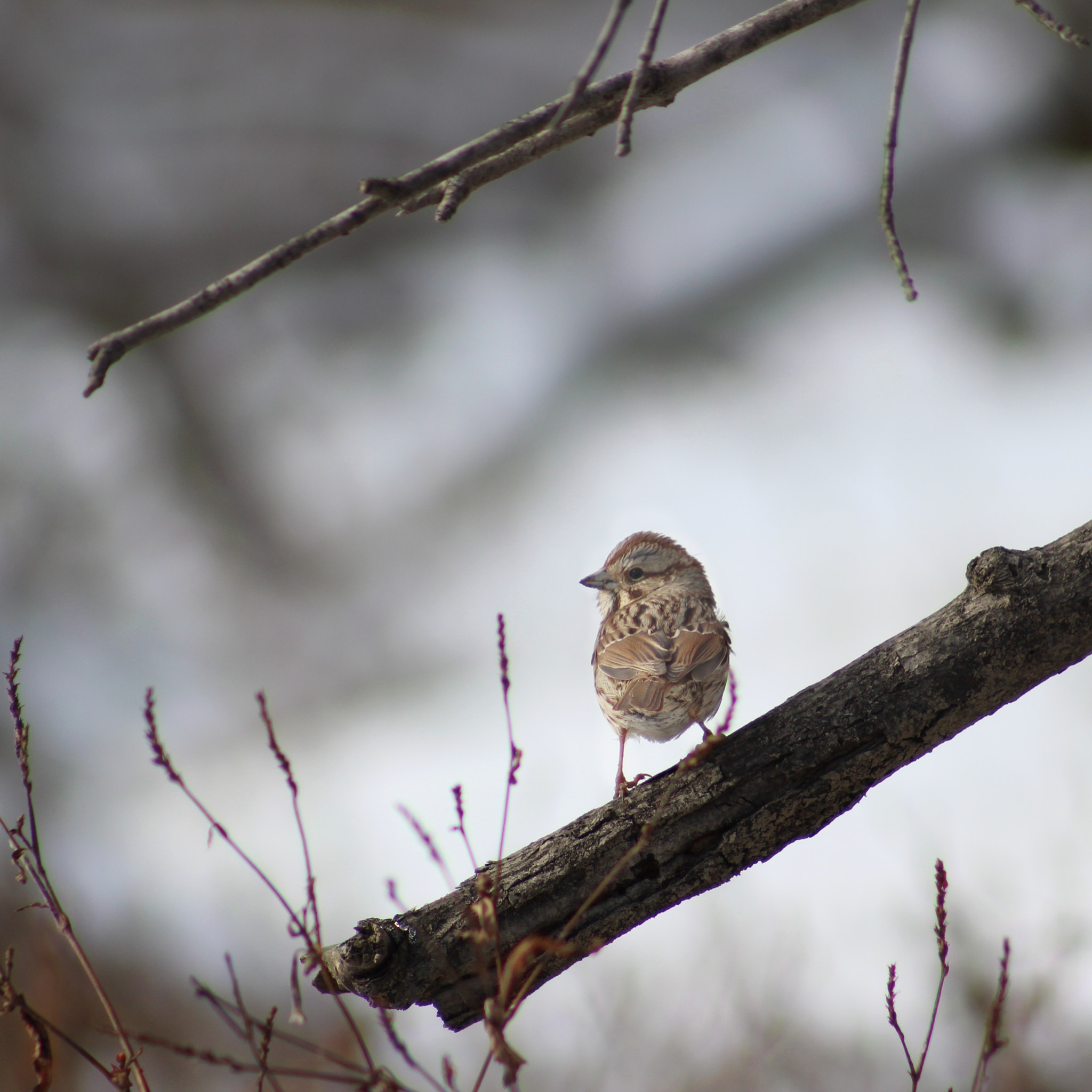 Canon EOS 1300D (EOS Rebel T6 / EOS Kiss X80) + EF75-300mm f/4-5.6 sample photo. Song sparrow on a branch photography