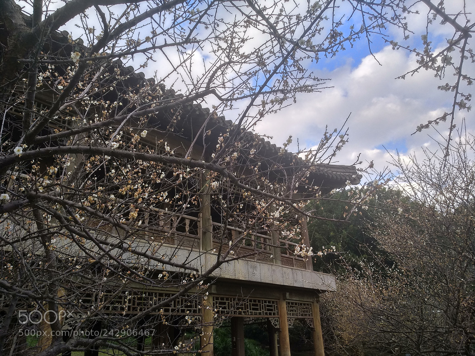 Xiaomi MI MAX 2 sample photo. Untitled photography