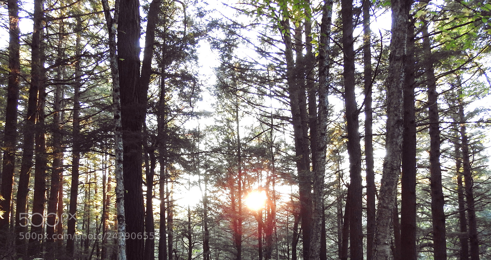 Nikon Coolpix P900 sample photo. Sundown in the forest photography