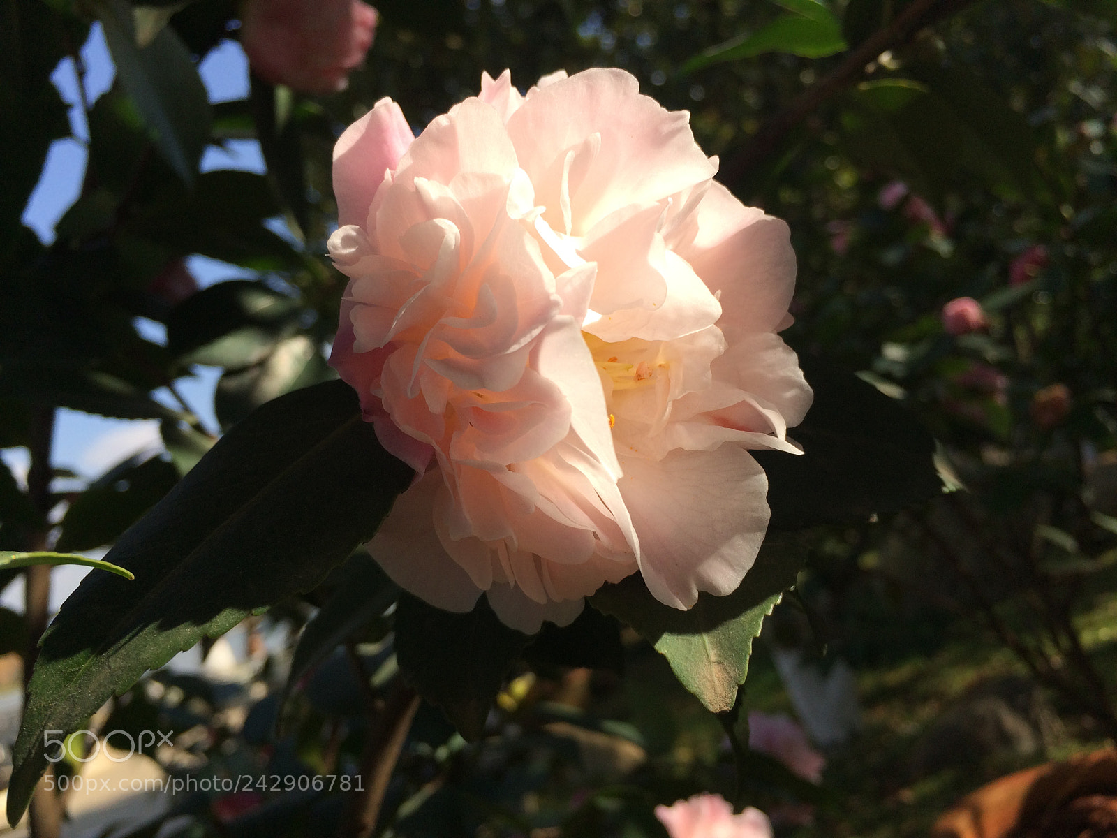 Apple iPhone 5s sample photo. Img photography