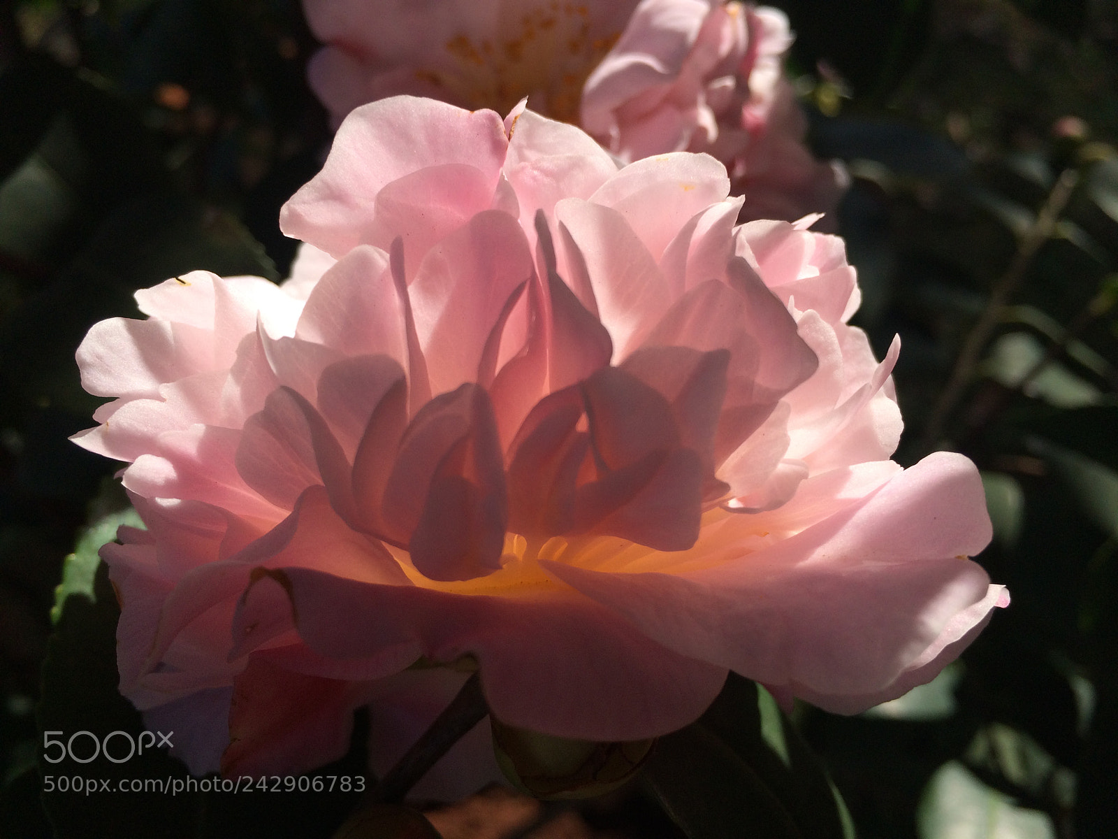 Apple iPhone 5s sample photo. Img photography