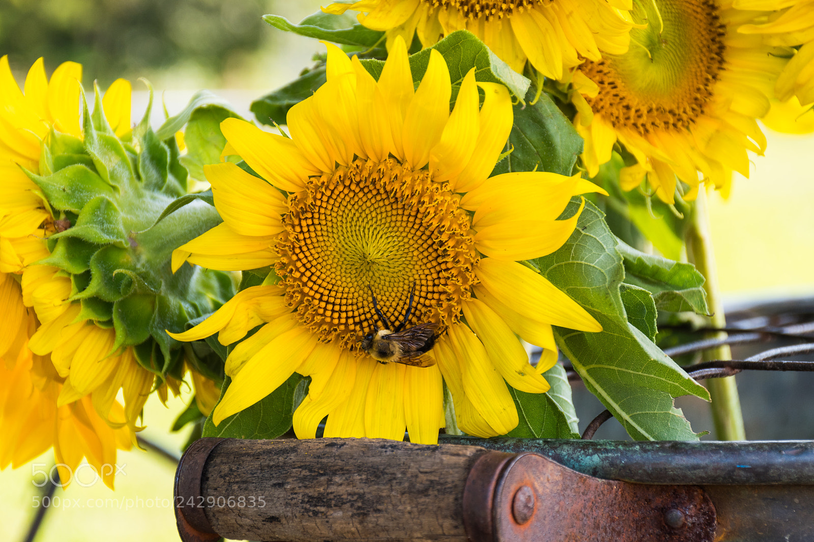 Nikon D5500 sample photo. Doin' work photography