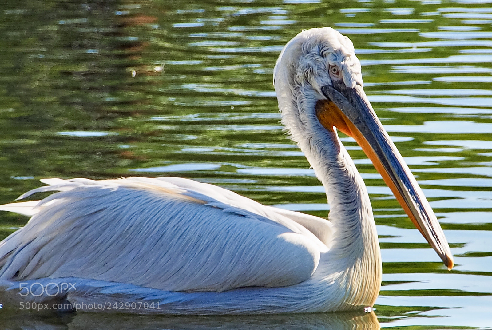 Olympus OM-D E-M1 sample photo. This peaceful pelican is photography