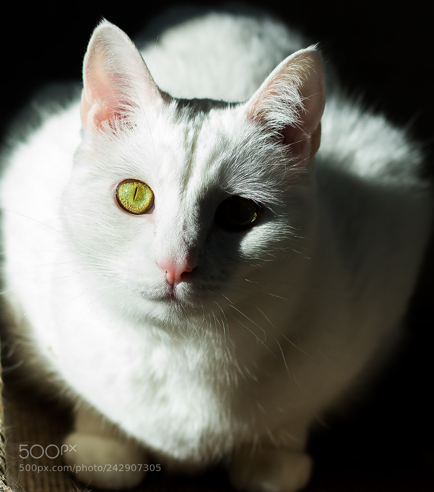 Canon EOS 1300D (EOS Rebel T6 / EOS Kiss X80) sample photo. My lilly photography