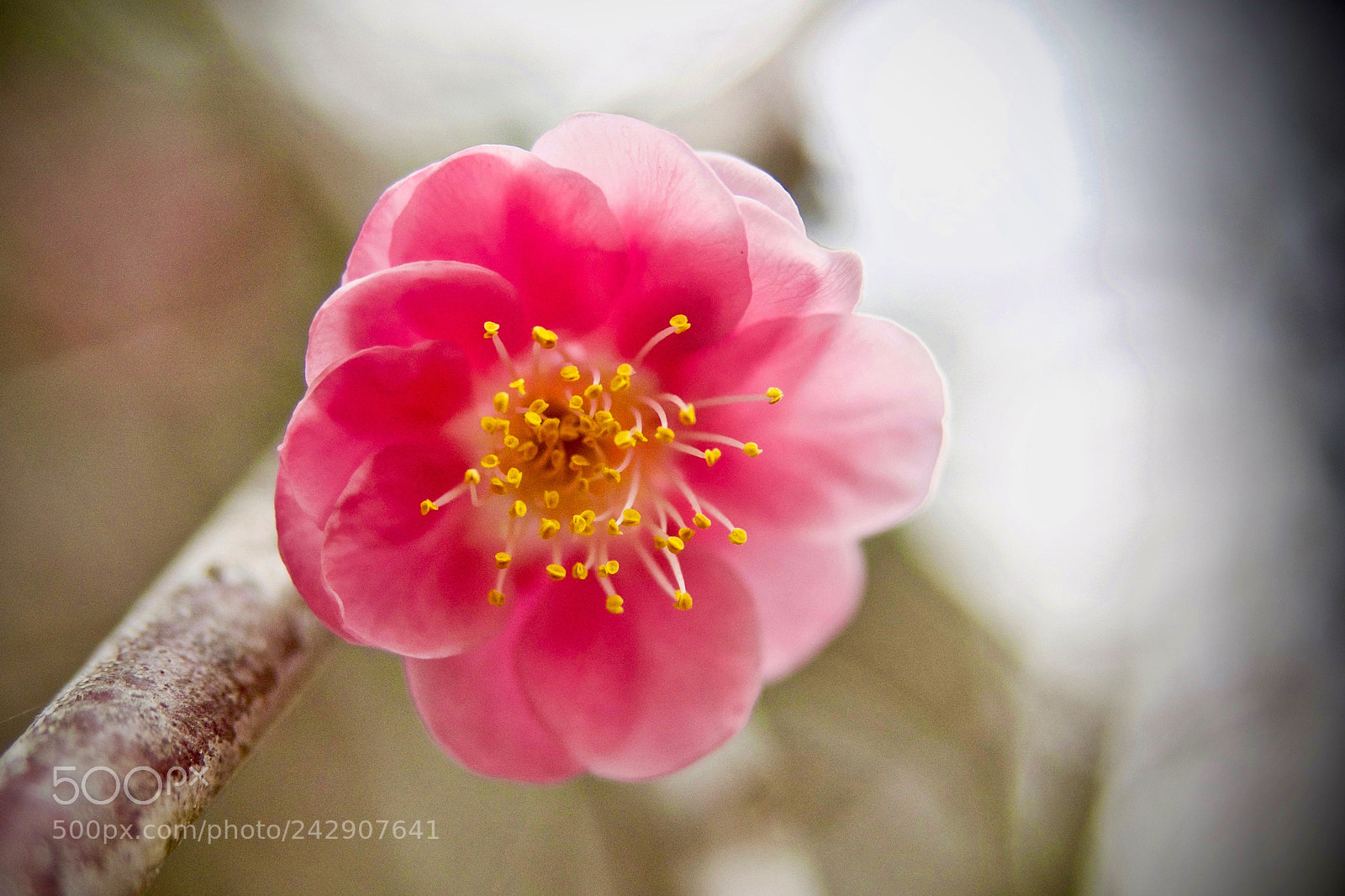 Olympus OM-D E-M5 sample photo. "hello spring" photography